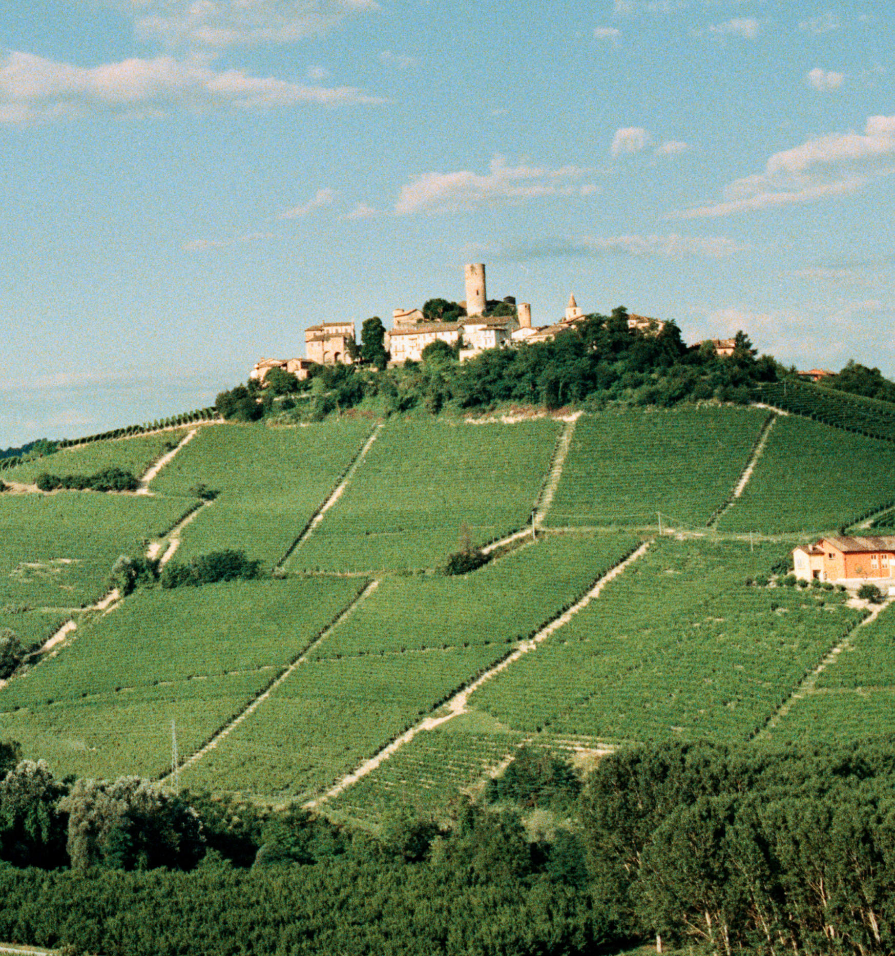 54912_The-wines-of-Piedmont_TS2349_01