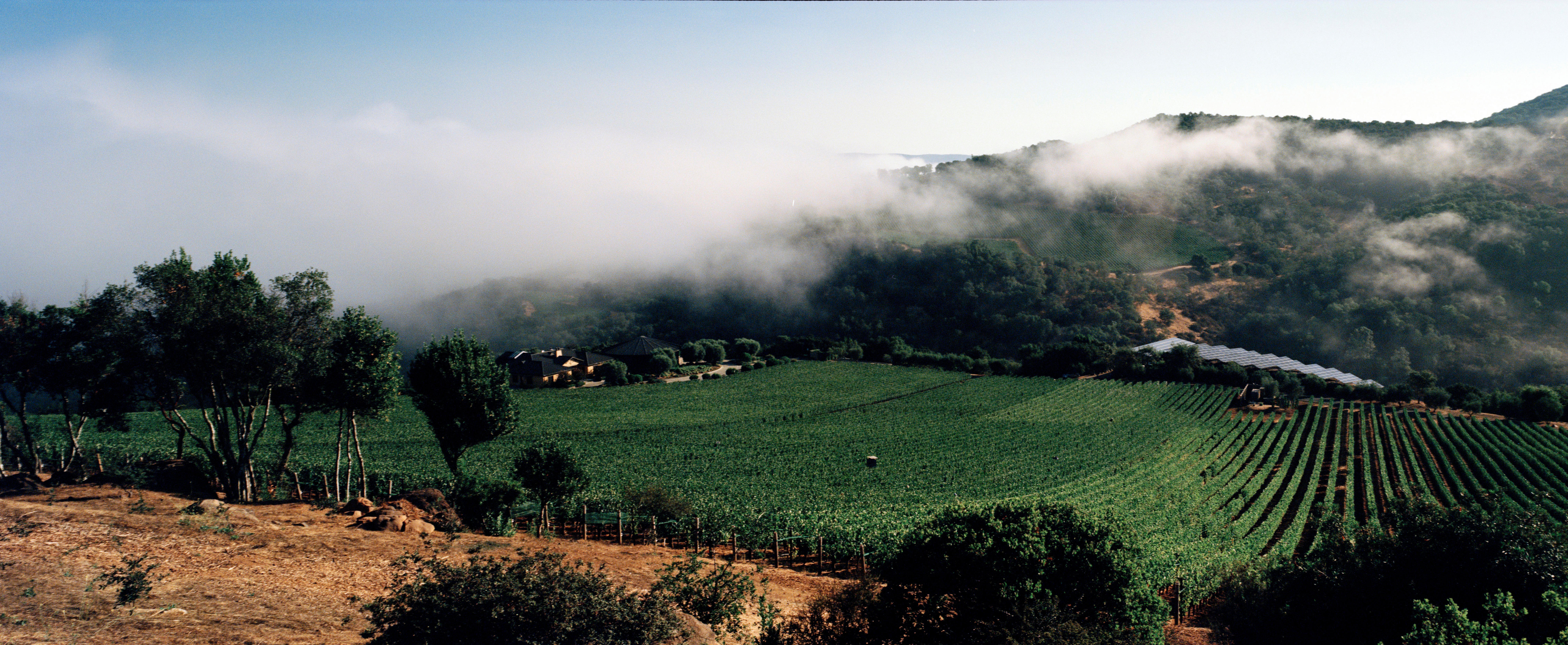 Californian wine to drink now