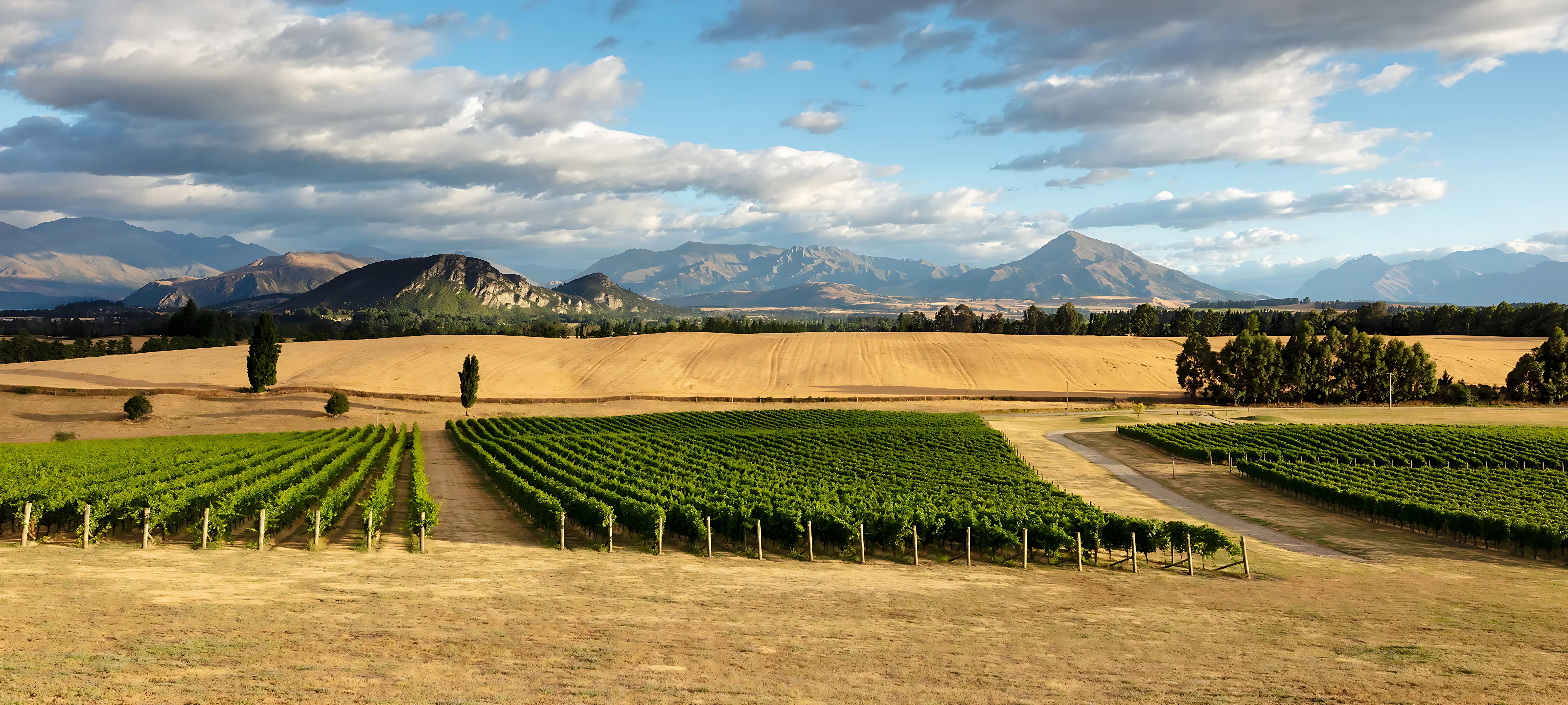 Vineyard rows at Akitu in Central Otago with golden fields, distant mountains, and a partly cloudy sky.