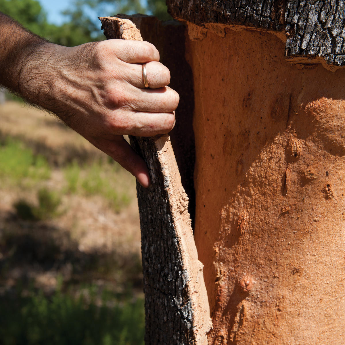 A worker strips a layer of bark from a cork oak tree.