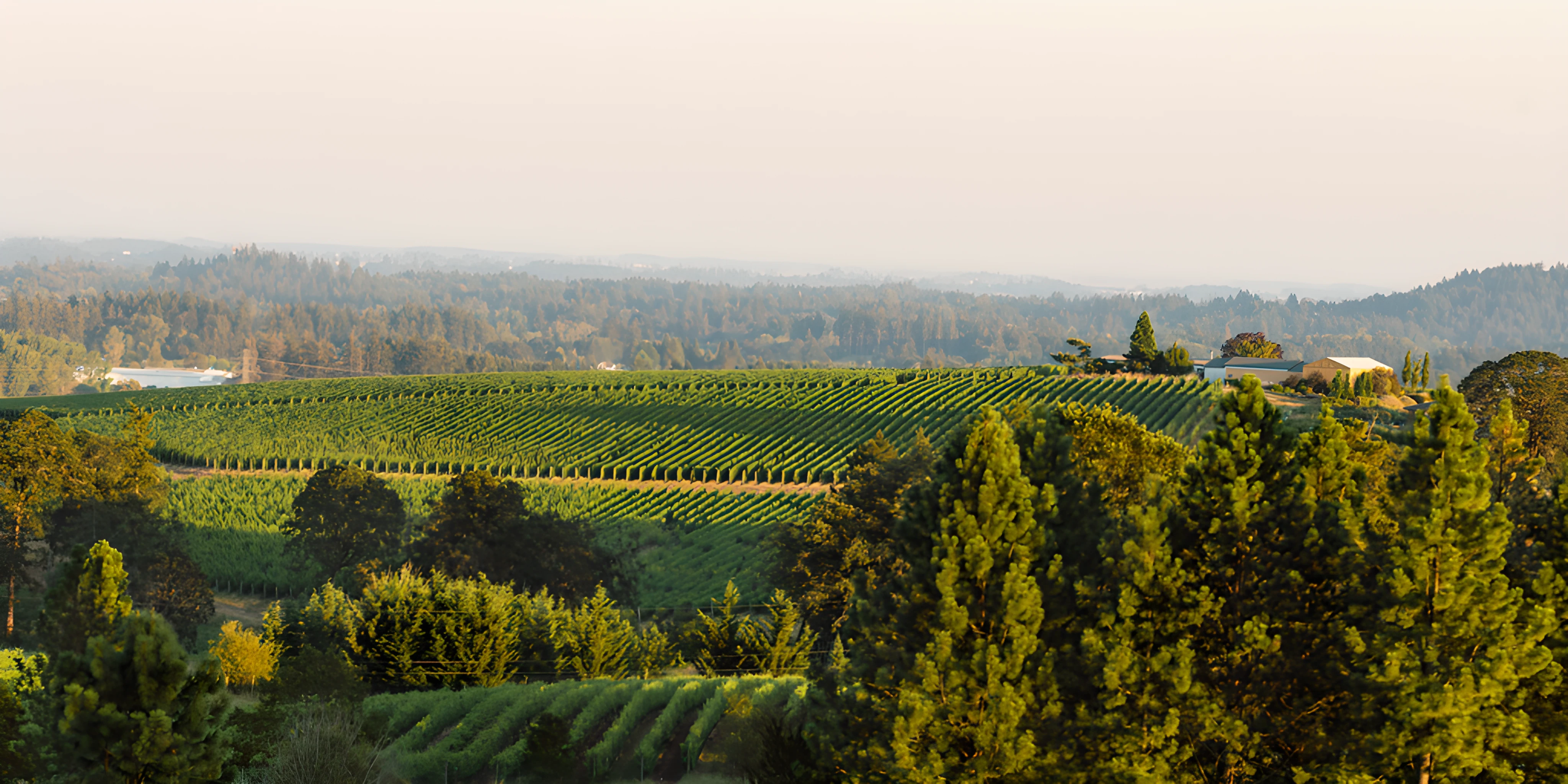 A panoramic view of Appassionata Estate's vineyard in the Chehalem Mountains, Oregon, showcasing rows of grapevines stretching across rolling hills under a clear blue sky.