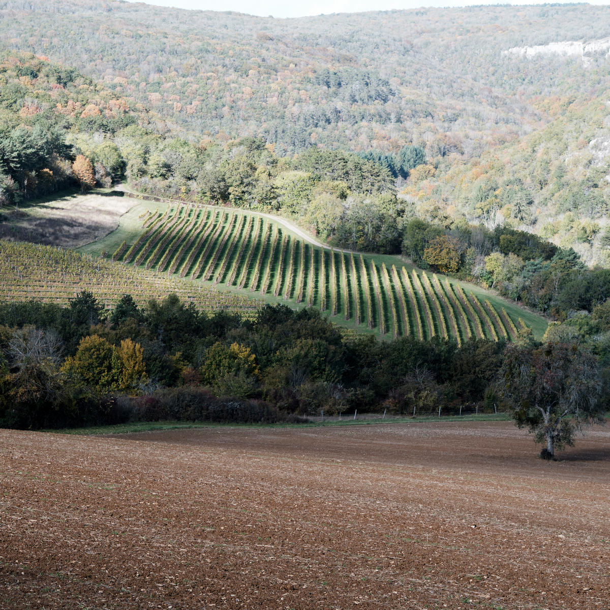 A view over a vineyard in Burgundy's Hautes-Côtes, taken by photographer Jason Lowe