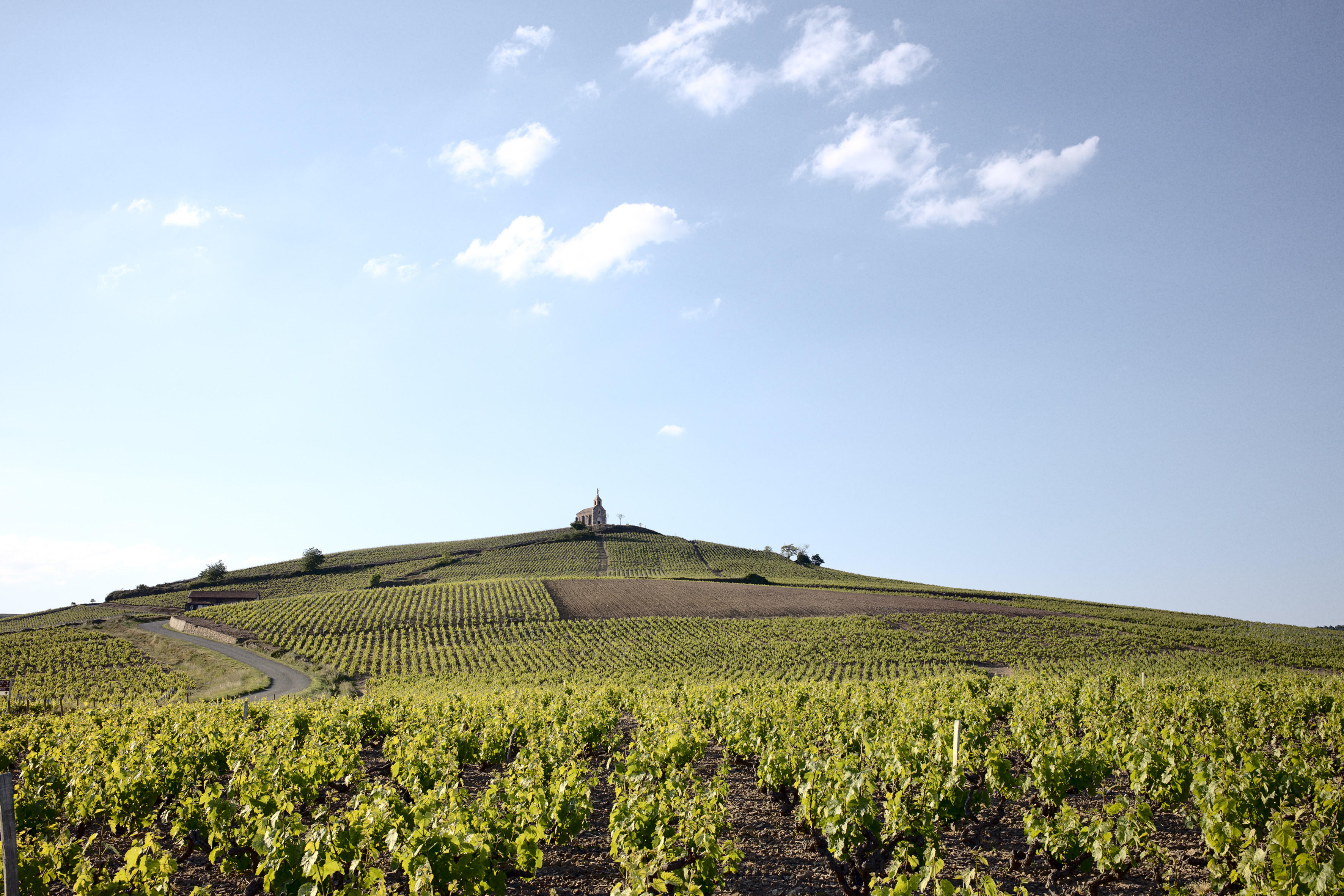 Beaujolais-2017_Jason-Lowe