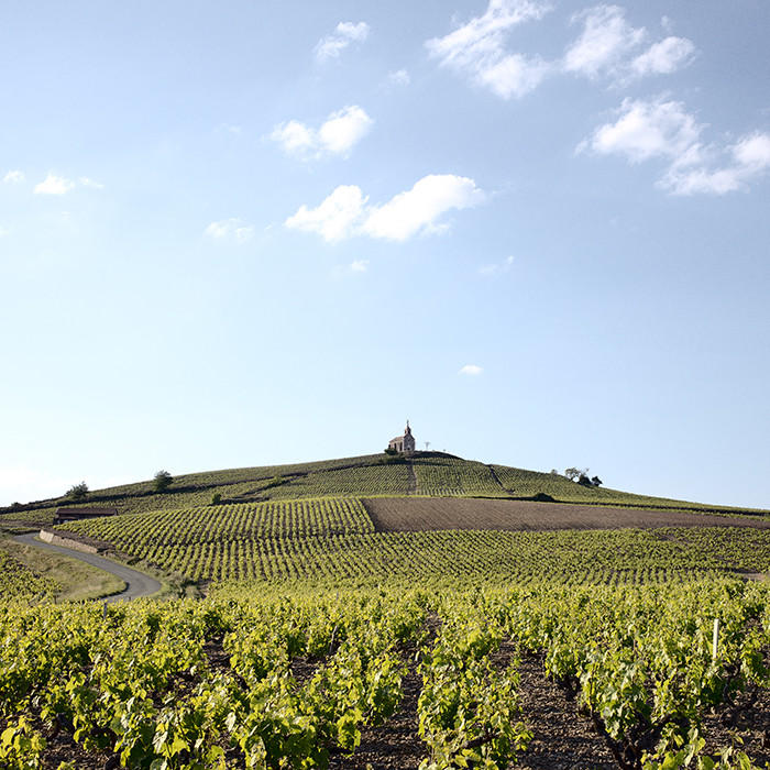 Everything you need to know about Beaujolais