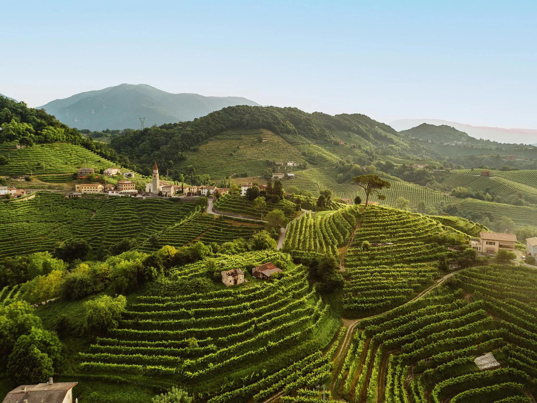 Bodegas y Viñedos Alnardo