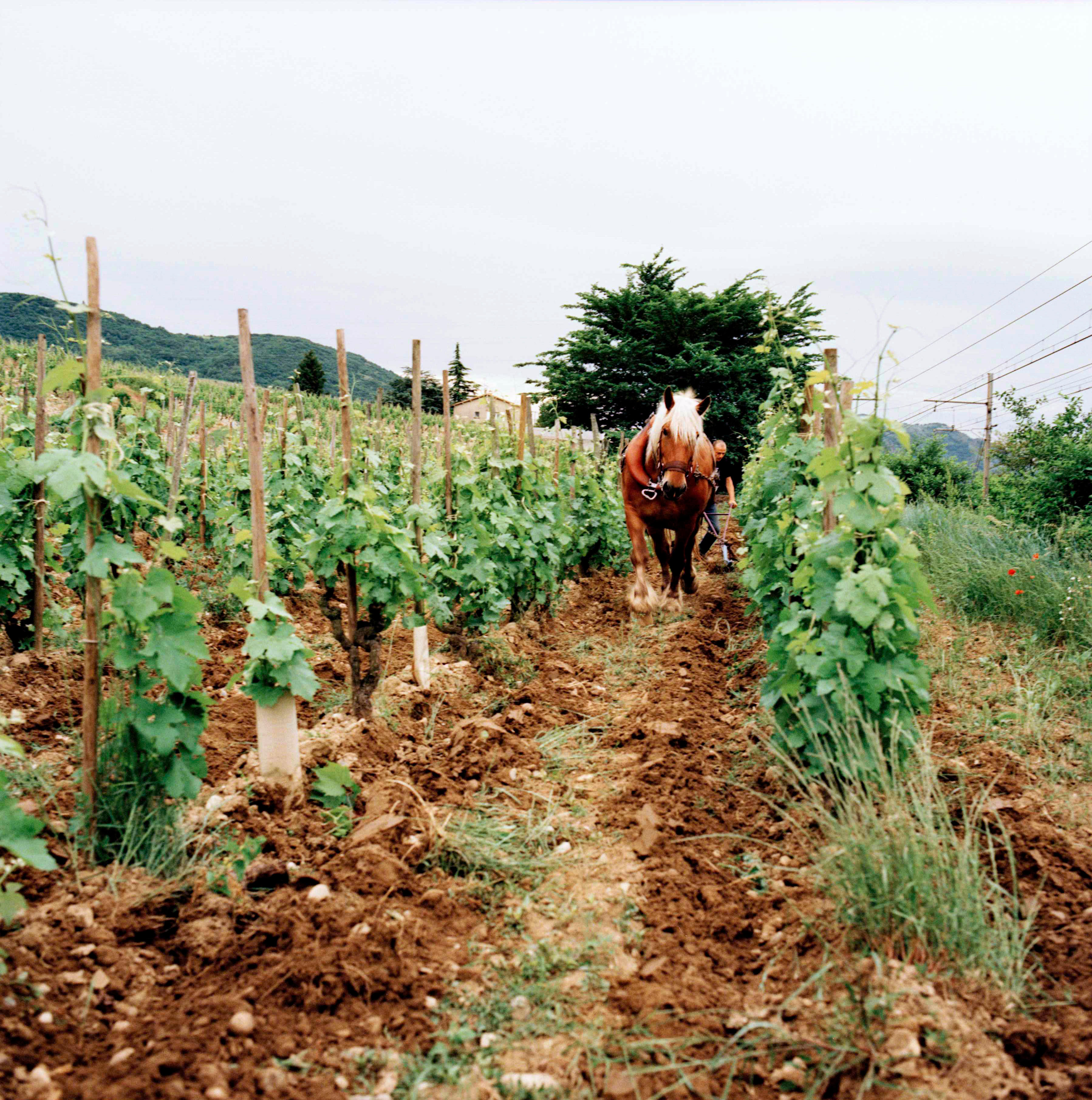 Bordeaux-2015_France-Harvest_Jason-Lowe_80