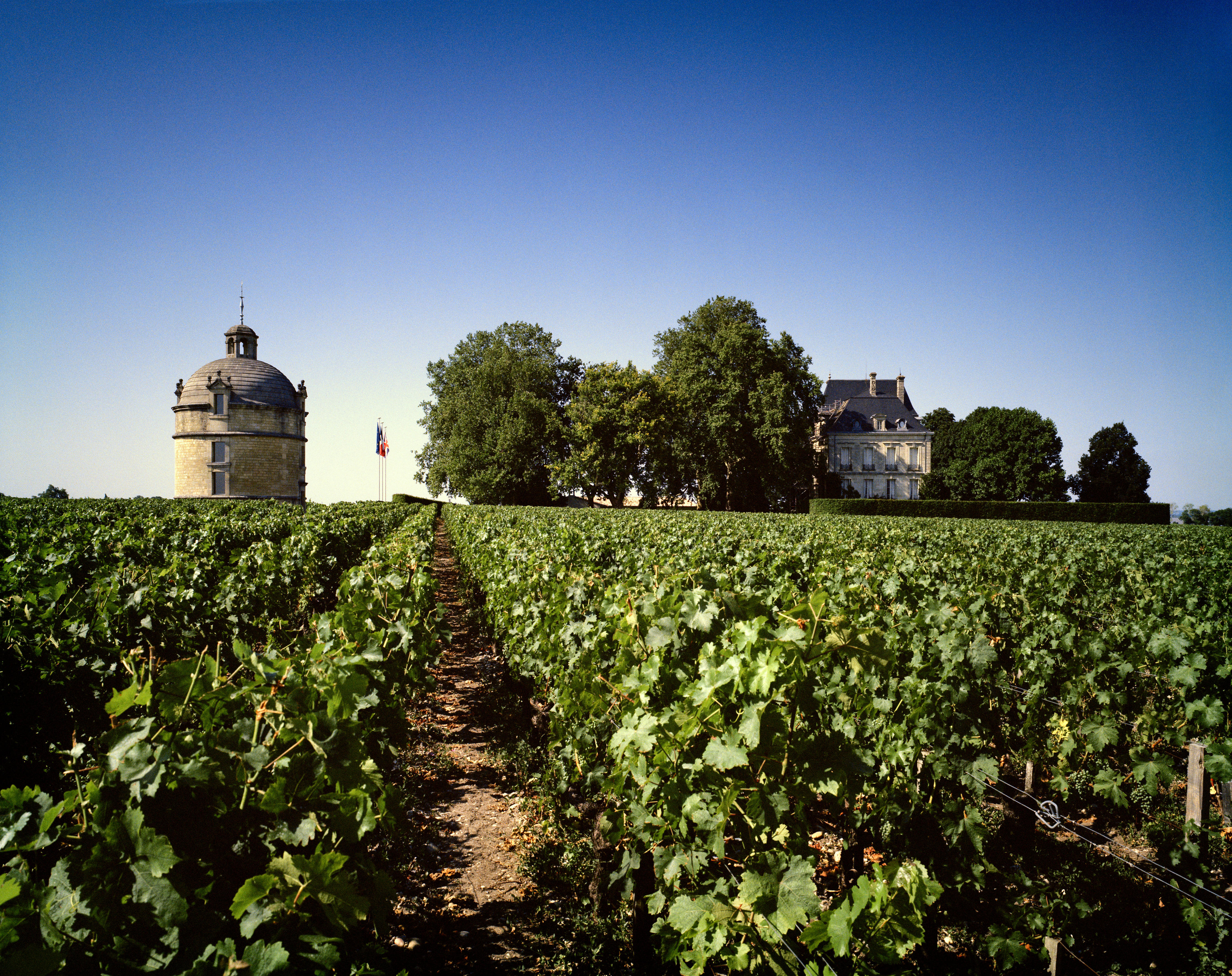 Vineyards of Château Latour in Pauillac, with the iconic round tower and château framed by clear blue skies.
