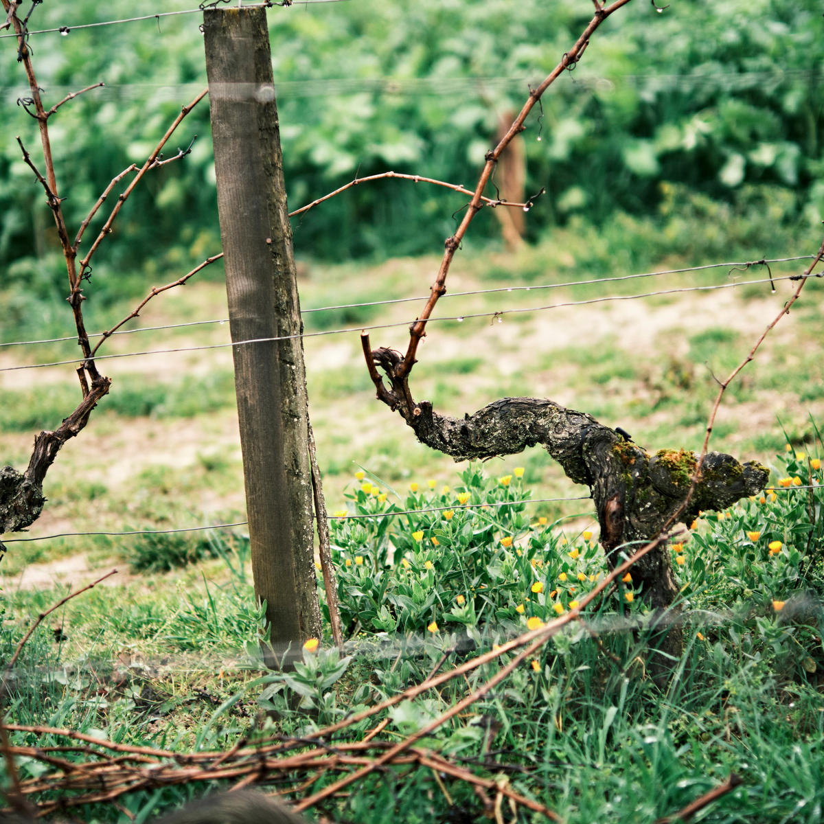 A vine in a Bordeaux vineyard.