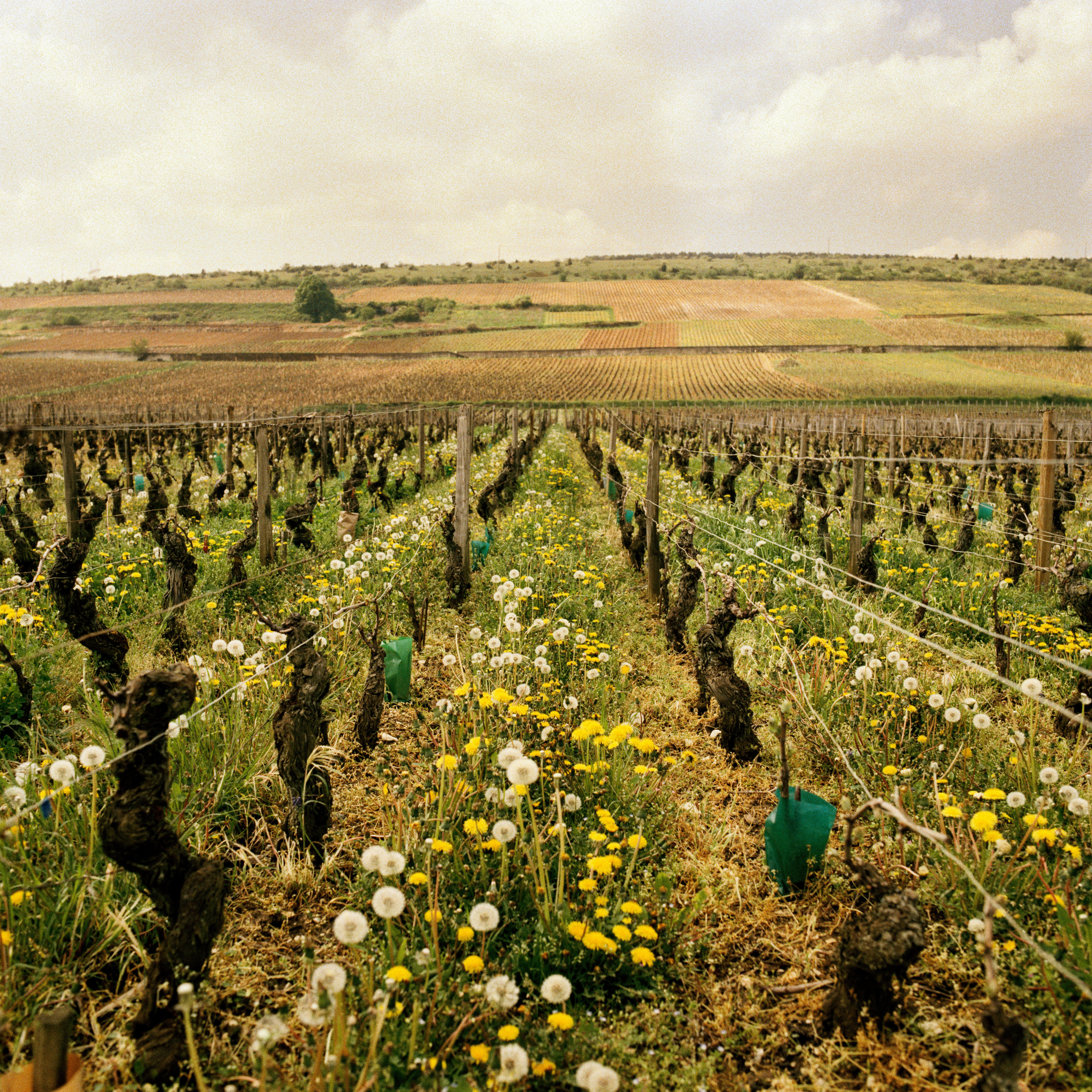 Burgundy-2013_Jason-Lowe_Cote-De-Nuits_01