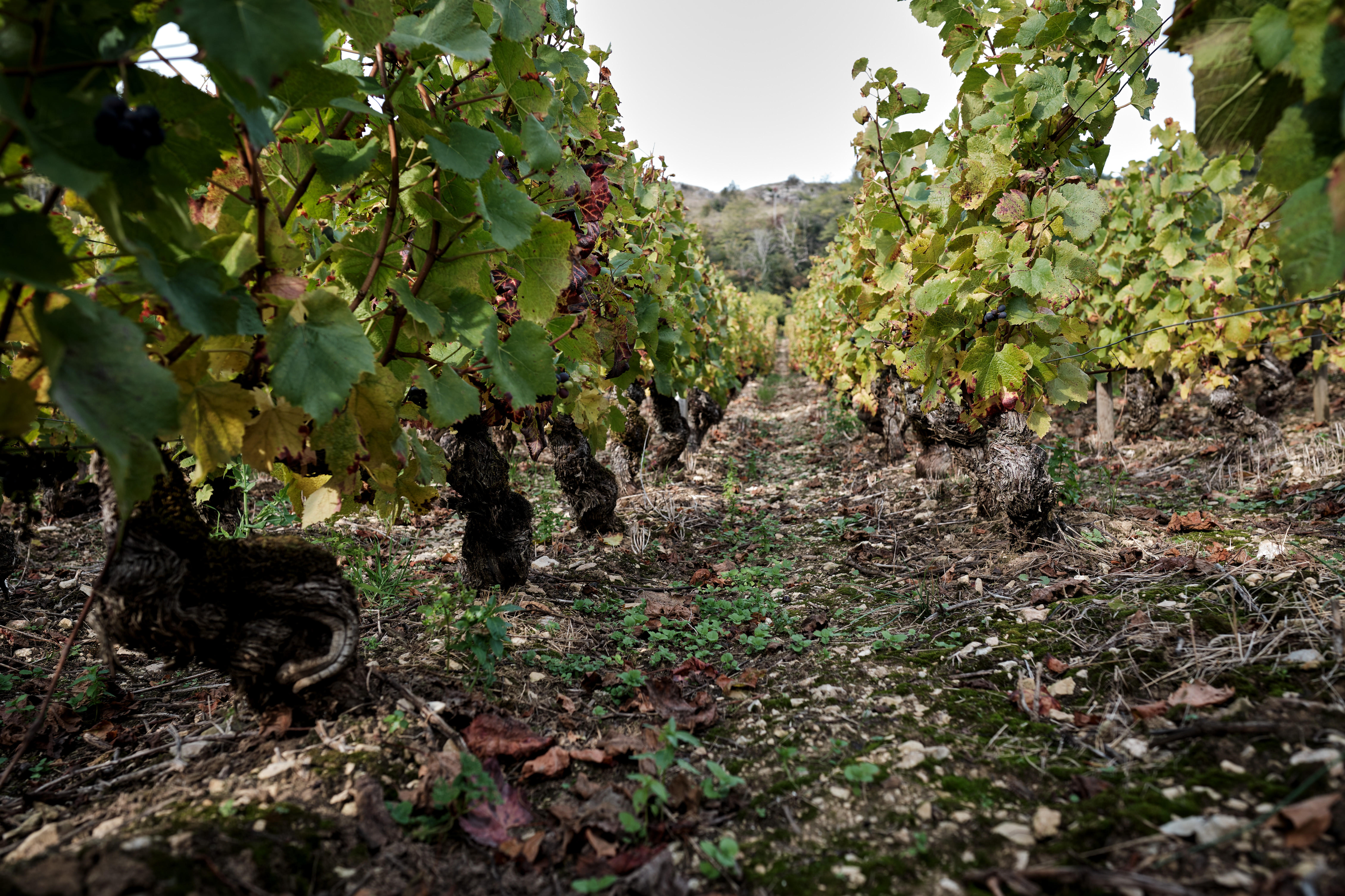 Camille-Grioud_80-year-old-vines-5_Dezize-les-Maranges_nr-Santenay_Burgundy-2021_Jason-Lowe