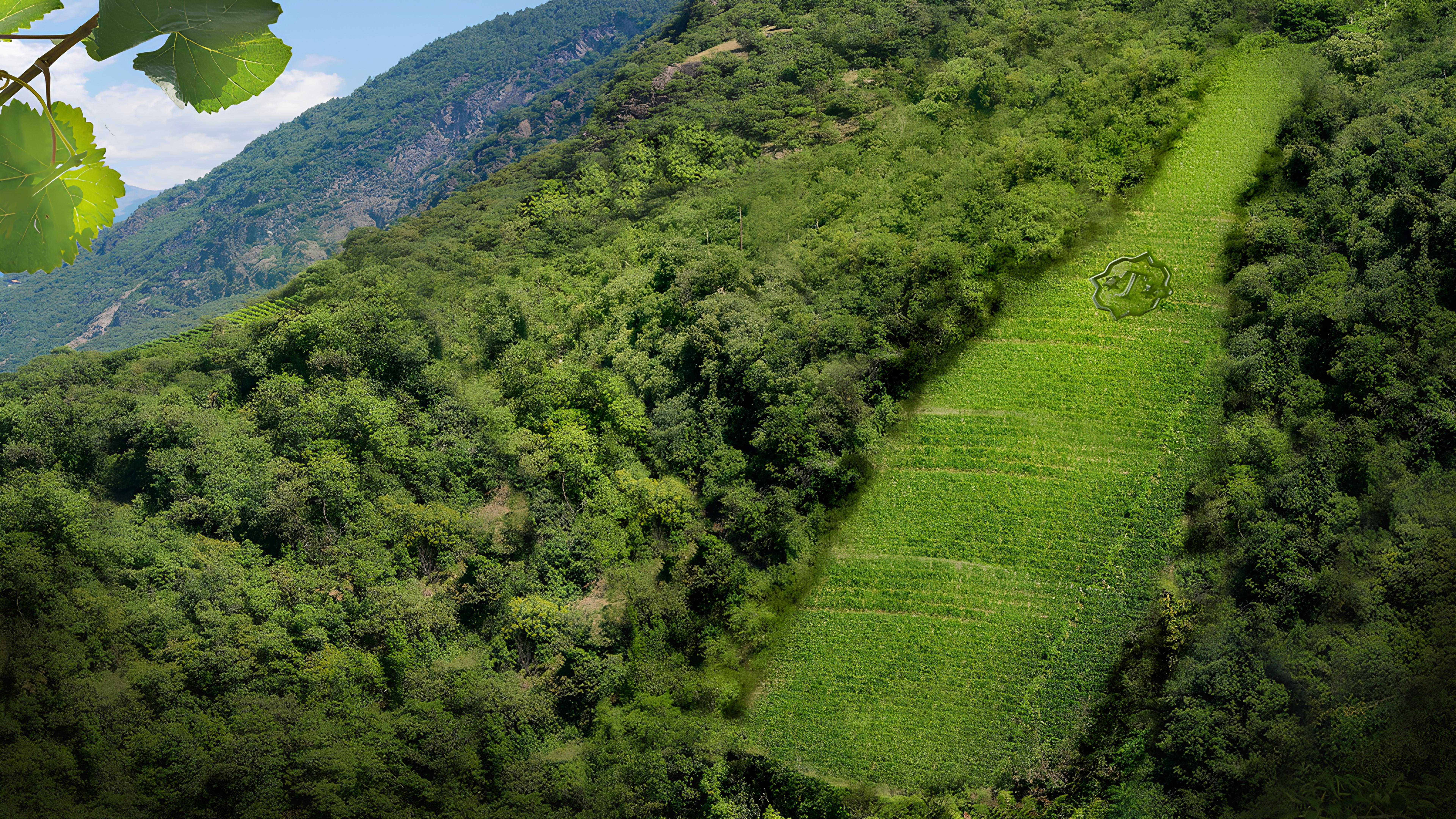 A lush vineyard on a steep hillside in South Tyrol, surrounded by dense forest, with a small vineyard emblem visible among the vines.