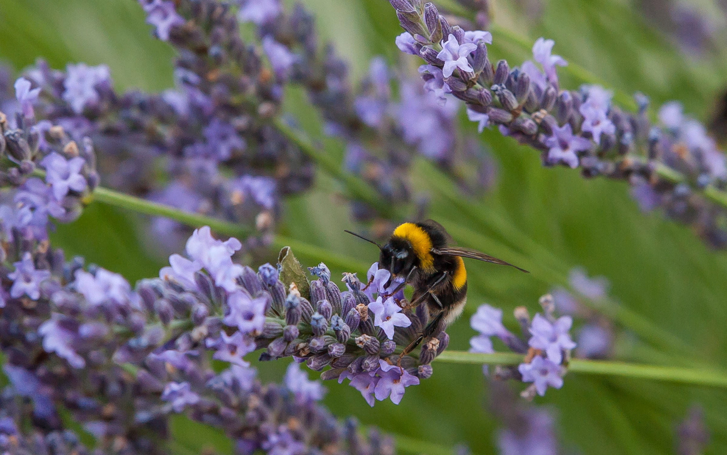 Ch-LEvangile-bee-in-flowers-Bordeaux-credit-Gary-Lafitte