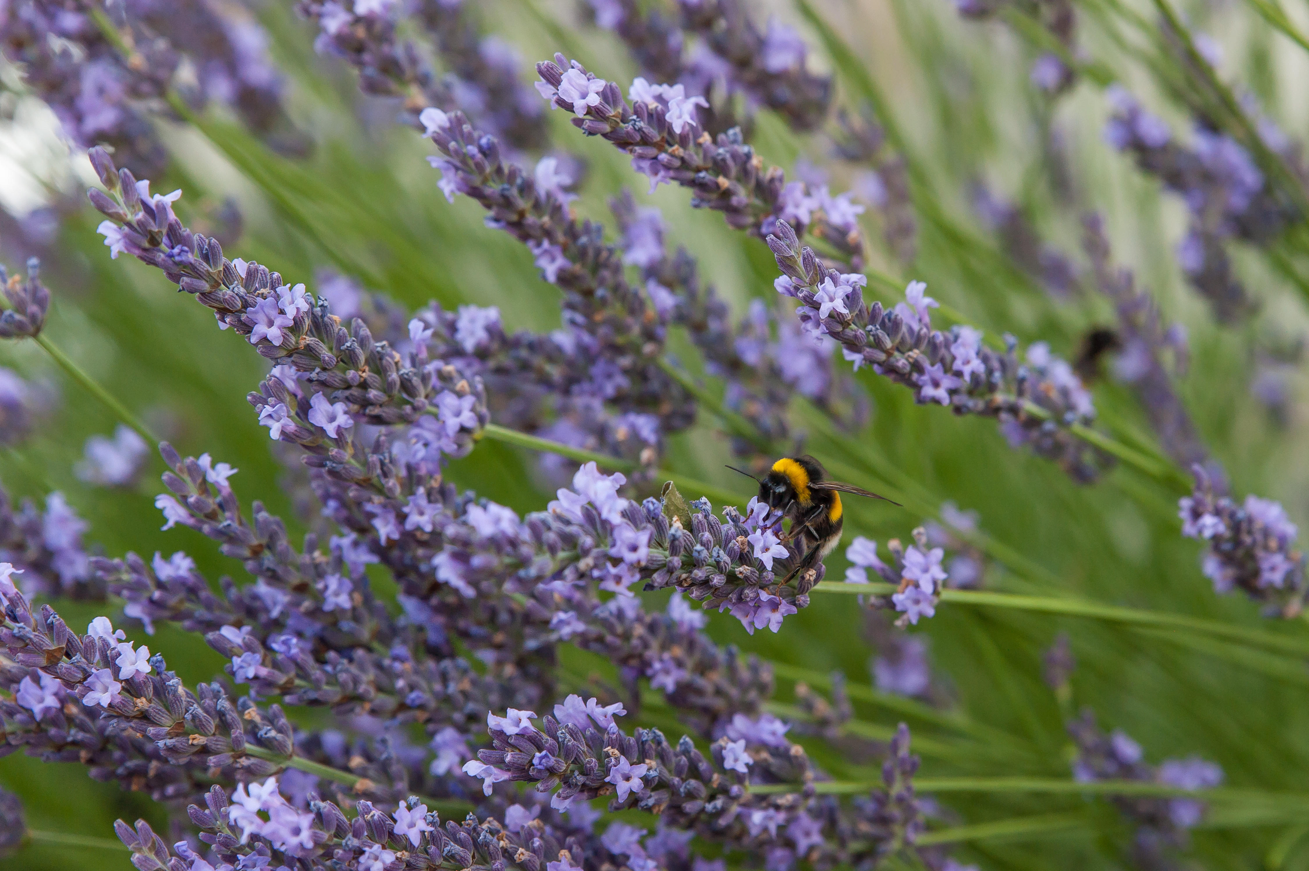 Ch-LEvangile-bee-in-flowers-Bordeaux-credit-Gary-Lafitte