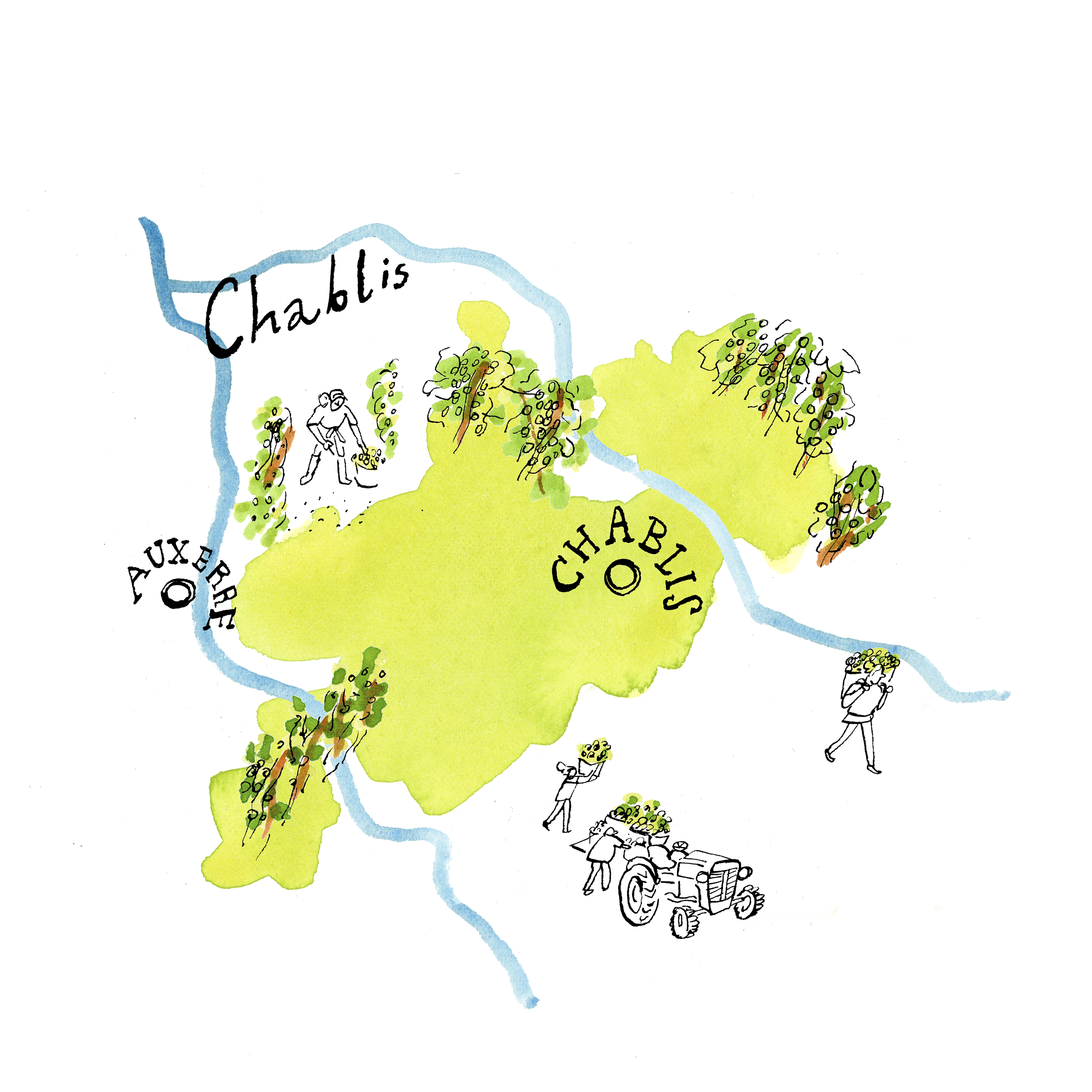 Chablis-illustration-by-James-Oses