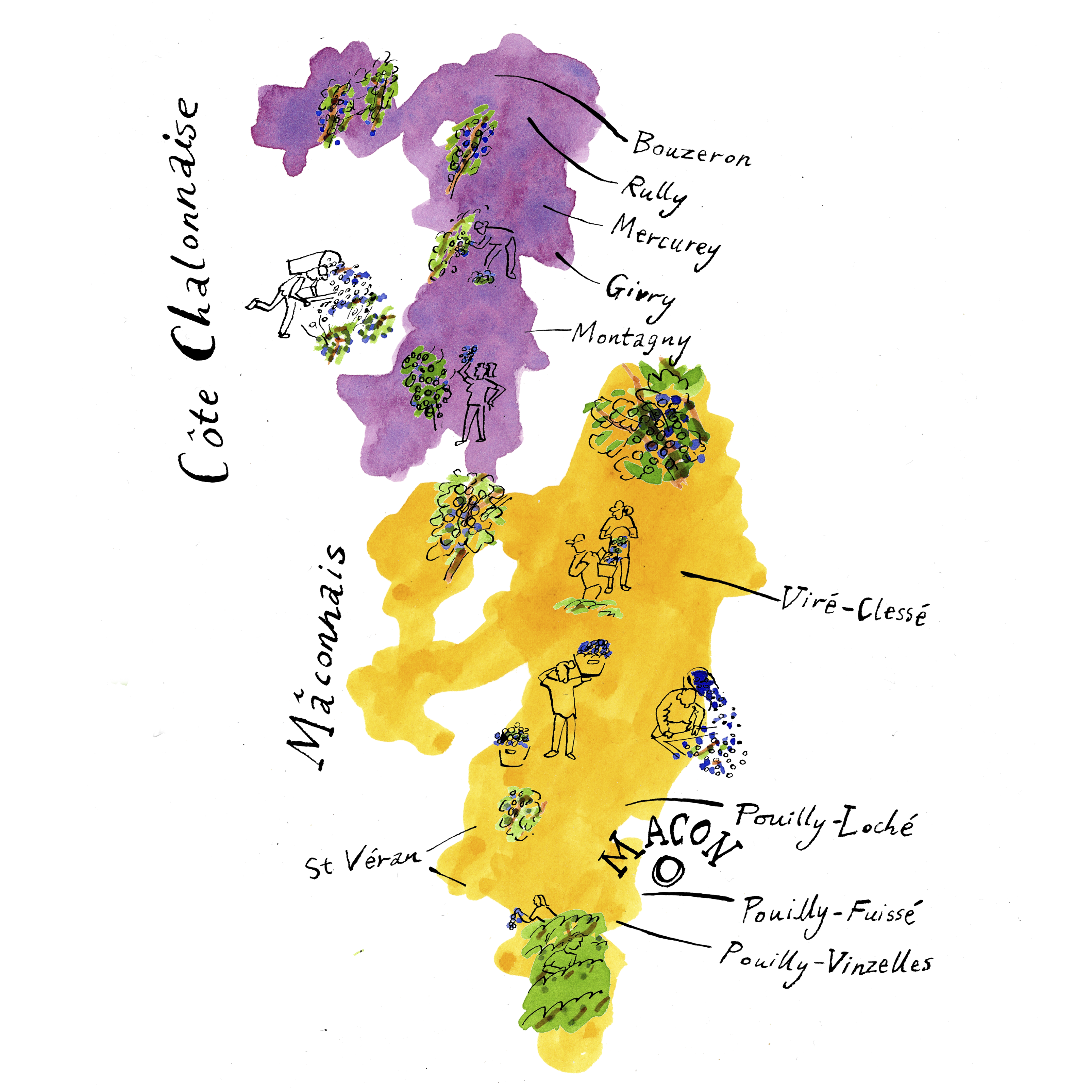 Chalonnaise-Maconnais-illustration-by-James-Oses