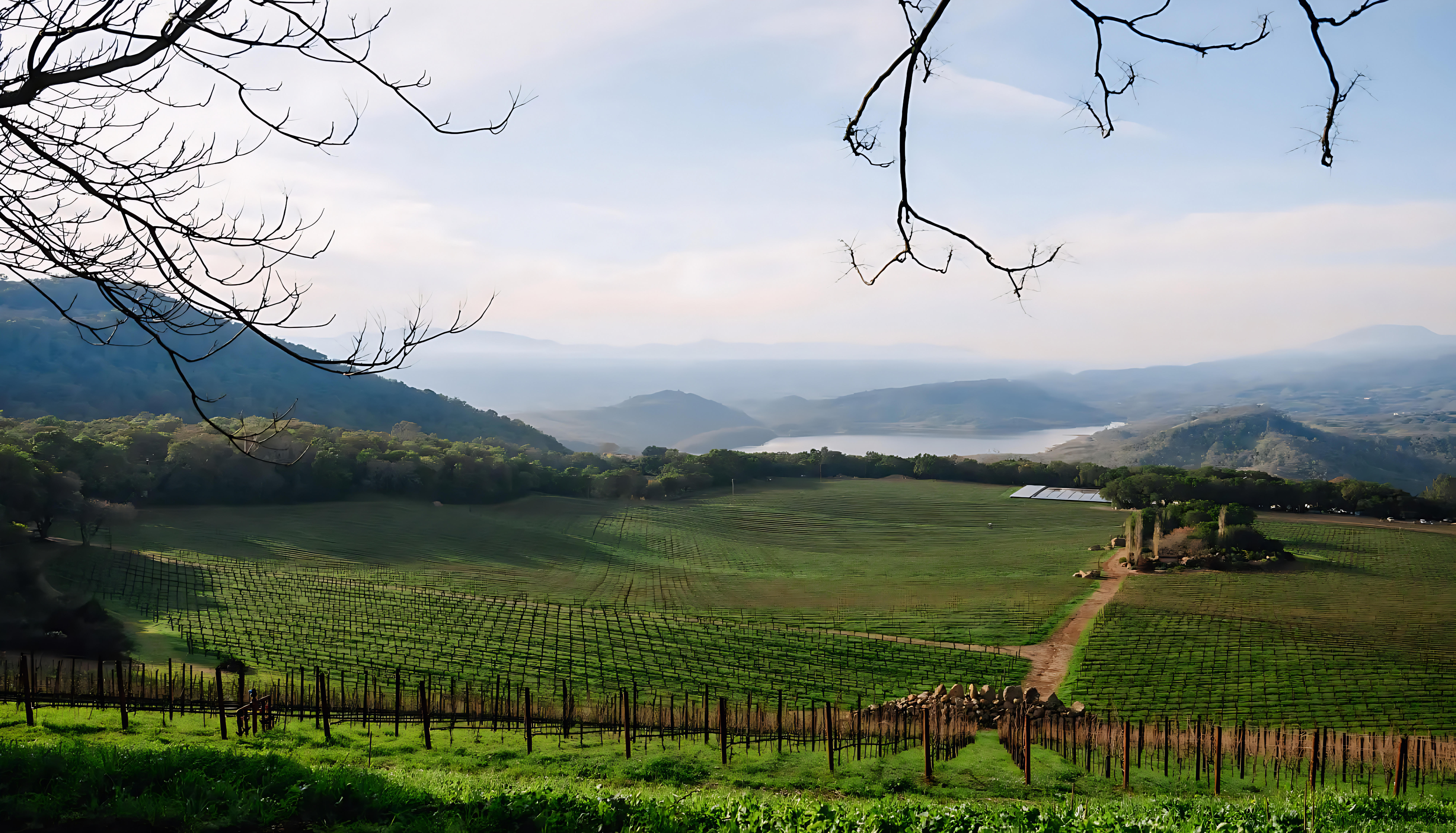 Vineyards of Chappellet Winery on Pritchard Hill under a clear sky, rows of vines stretching up a rugged slope.
