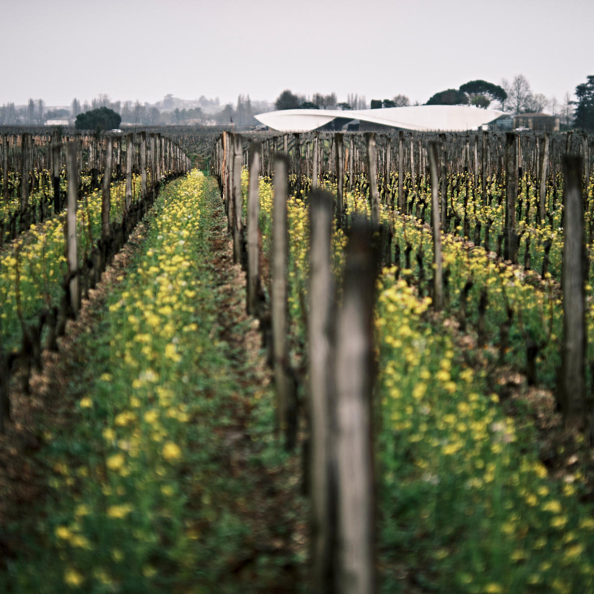 The vineyard at Cheval Blanc, a true reference point in fine wine.