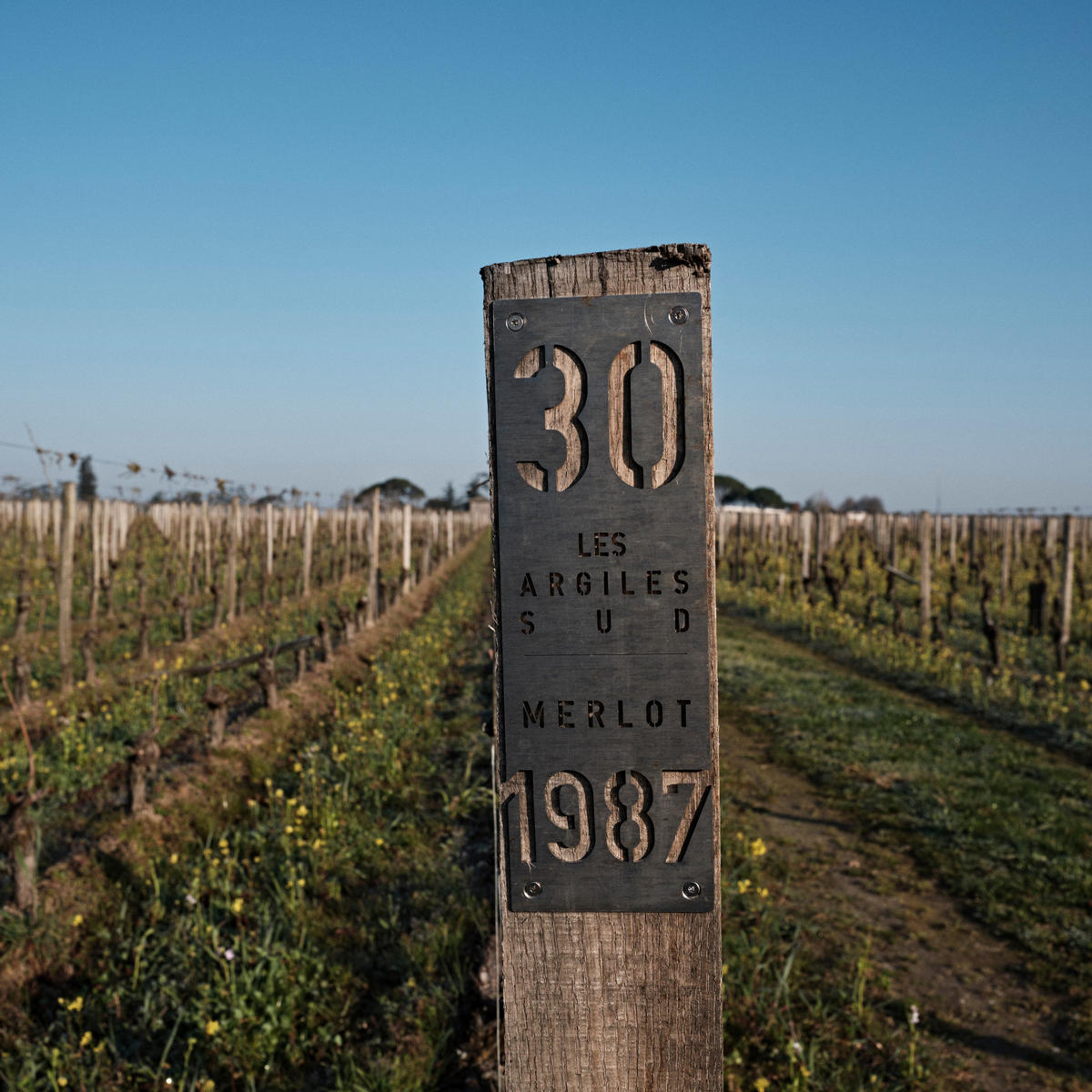 A marker at the end of a vine row at Cheval Blanc.