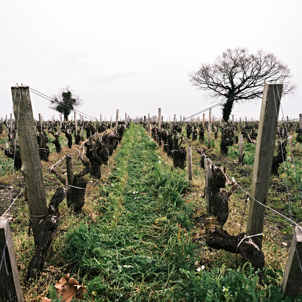Rows of vines at Château Haut-Batailley. Pauillac and neighbouring St Julien show promising Cabernet Sauvignon in 2021.