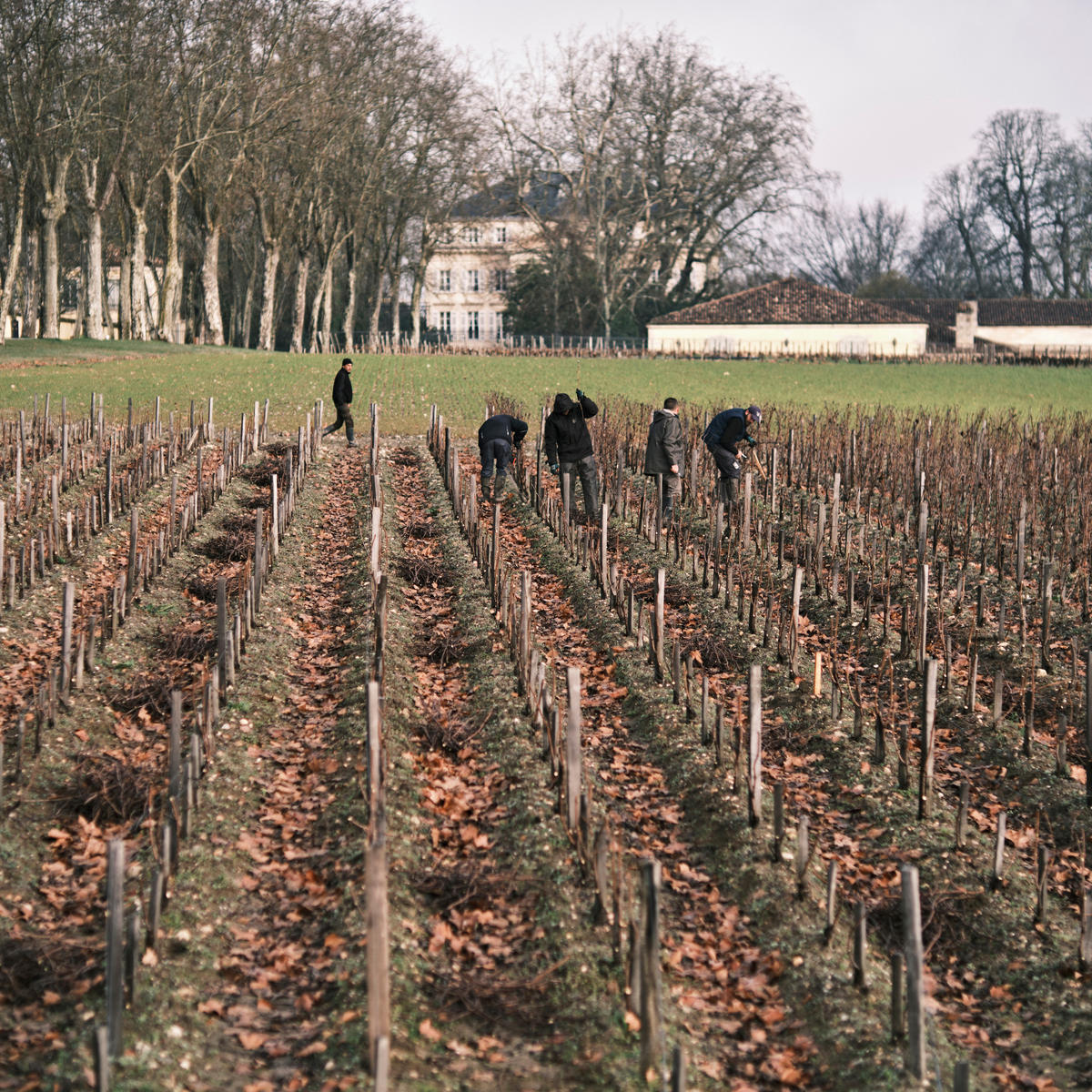 Vineyard workers in the vines in front of Chateau Margaux.