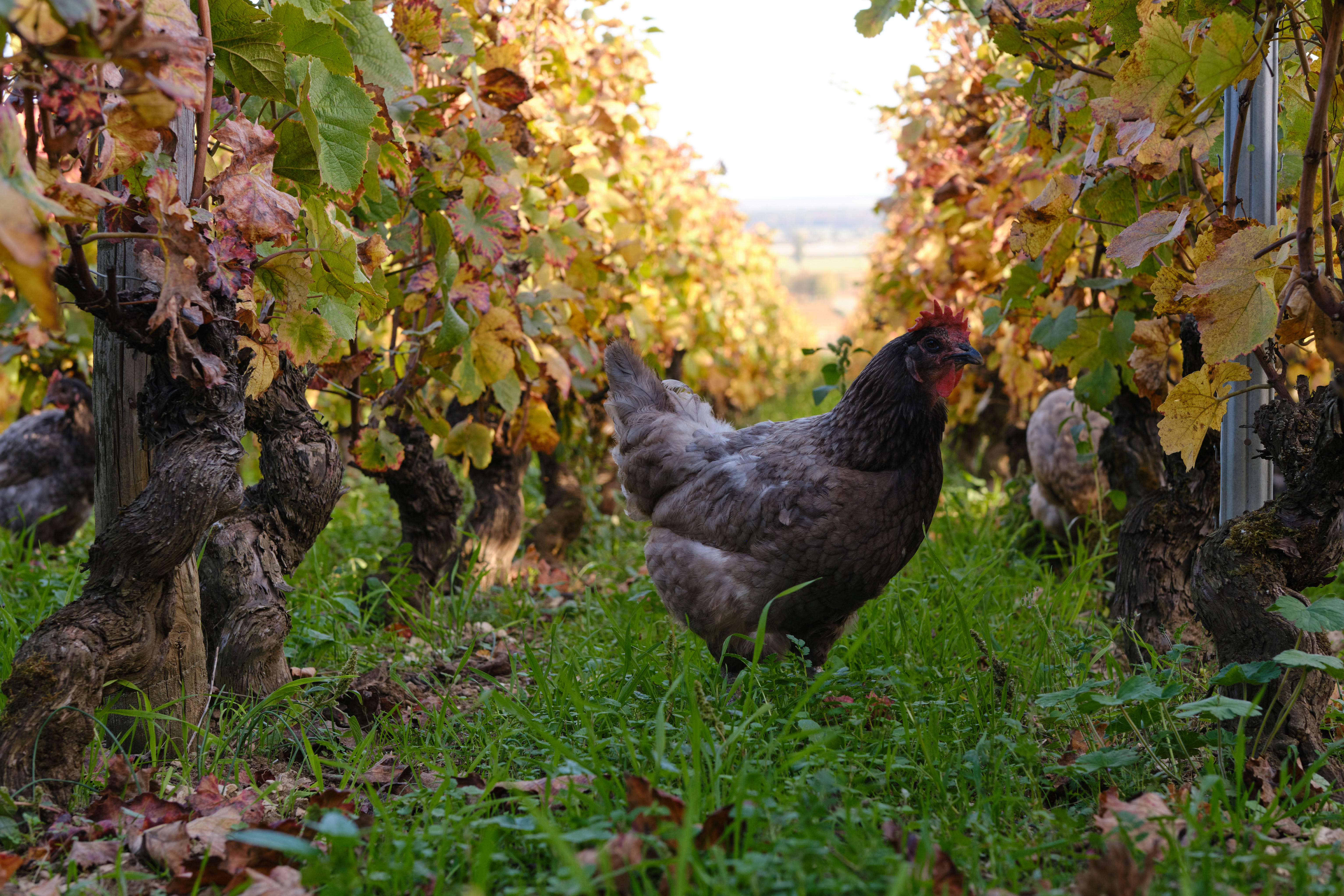Chicken-in-vines-11_Domaine-Michel-Lafarge_Volnay_Burgundy-2022_Jason-Lowe