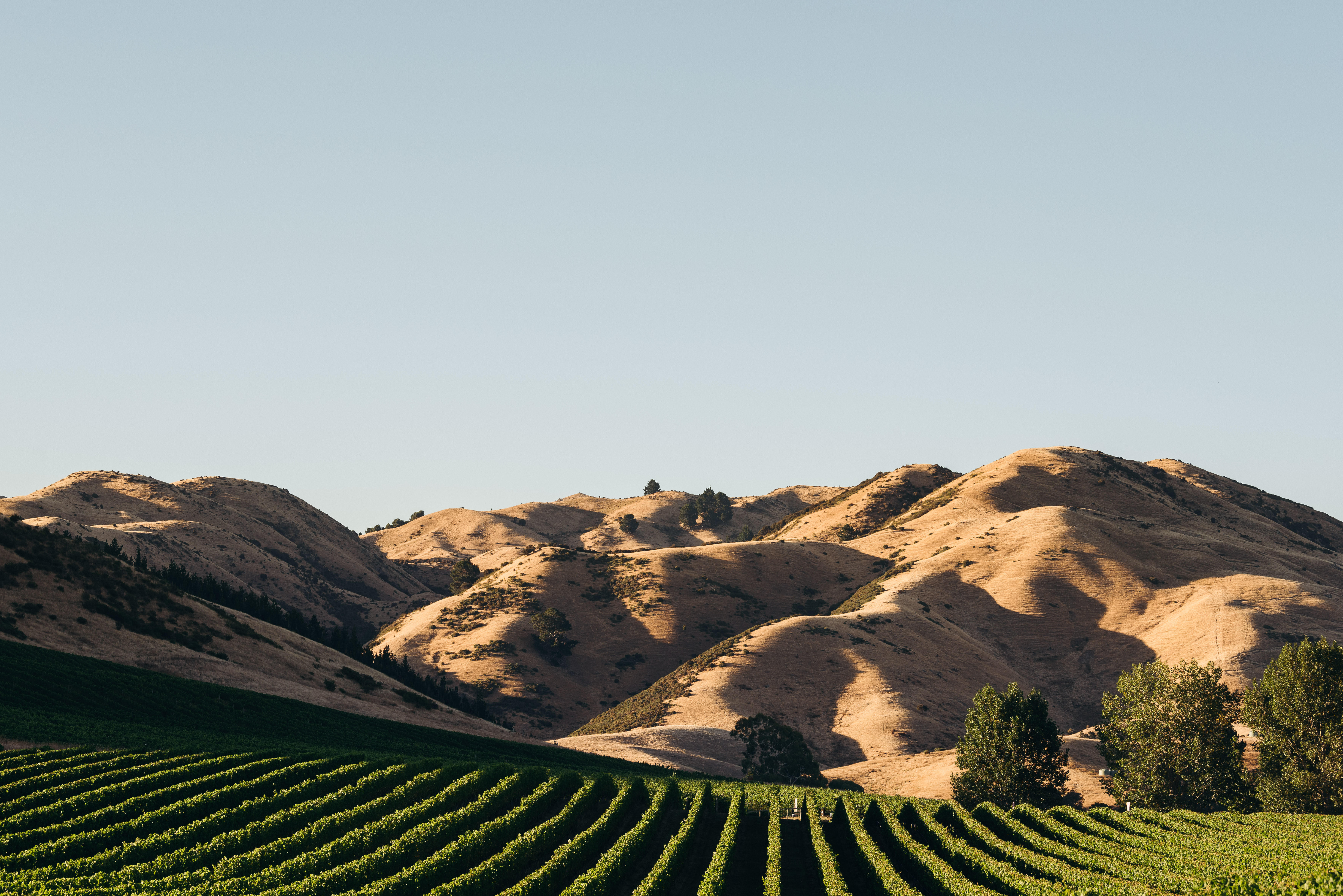 Cloudy Bay vineyard in Marlborough, New Zealand, with neat rows of grapevines in the foreground and sunlit, rolling hills in the background under a clear blue sky.