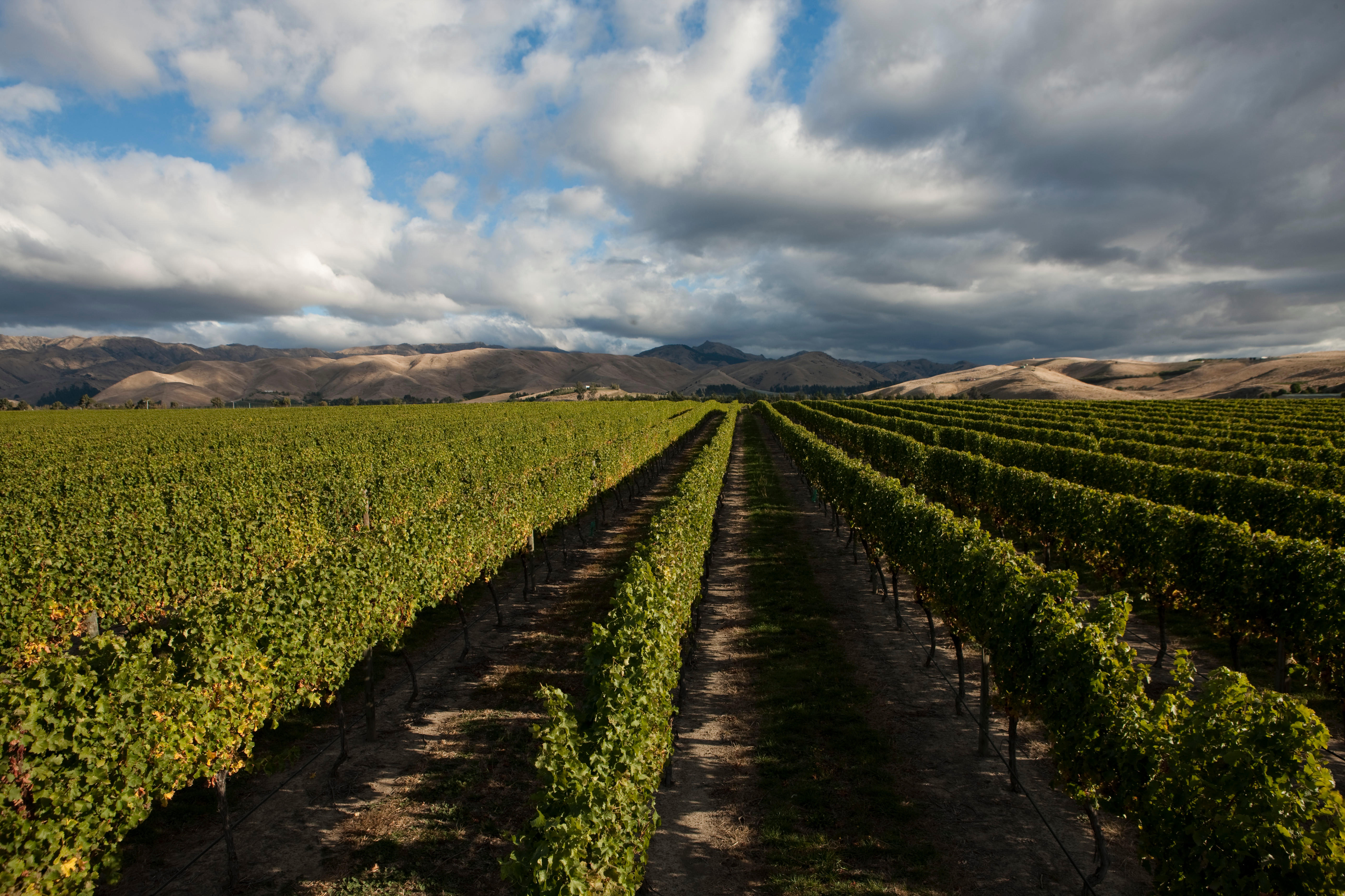 Vineyards in Marlborough, New Zealand, with rows of lush green vines stretching toward sunlit hills under a dramatic, cloudy sky.