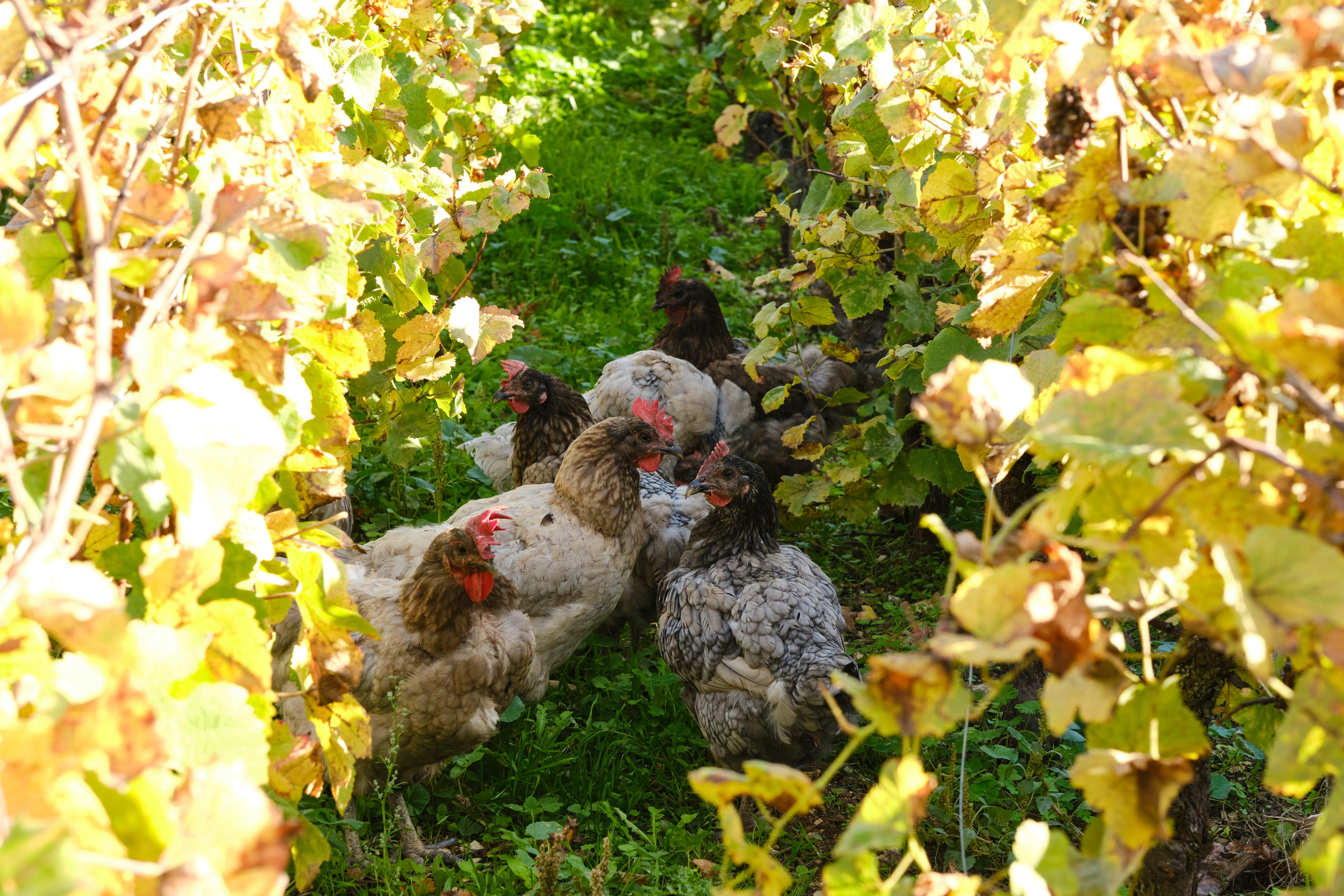 Cockerel-and-chickens-in-vines-4_Domaine-Michel-Lafarge_Volnay_Burgundy-2022_Jason-Lowe