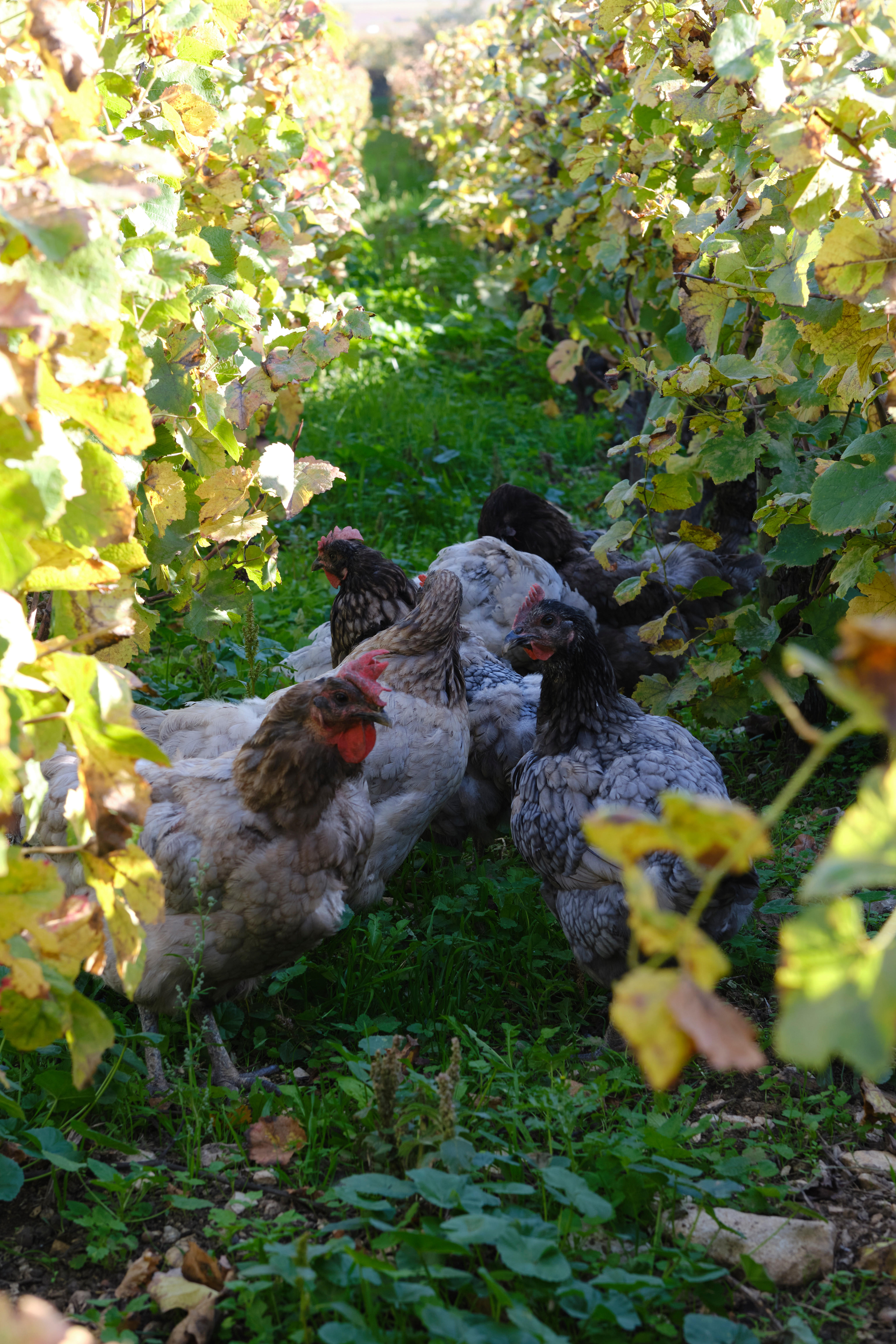 Cockerel-and-chickens-in-vines-6_Domaine-Michel-Lafarge_Volnay_Burgundy-2022_Jason-Lowe