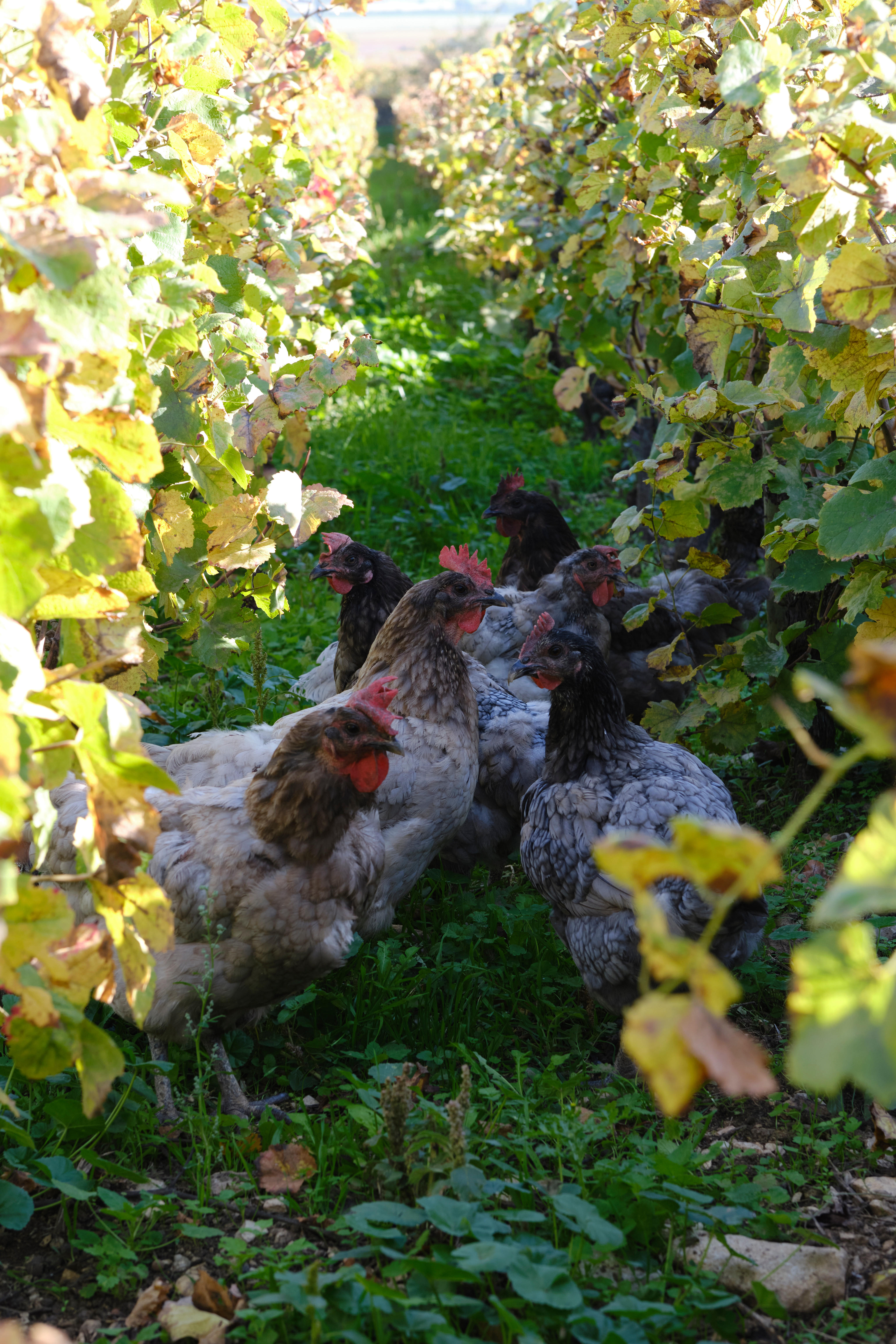 Choosing sides — Berry Bros. & Rudd Wine Weblog