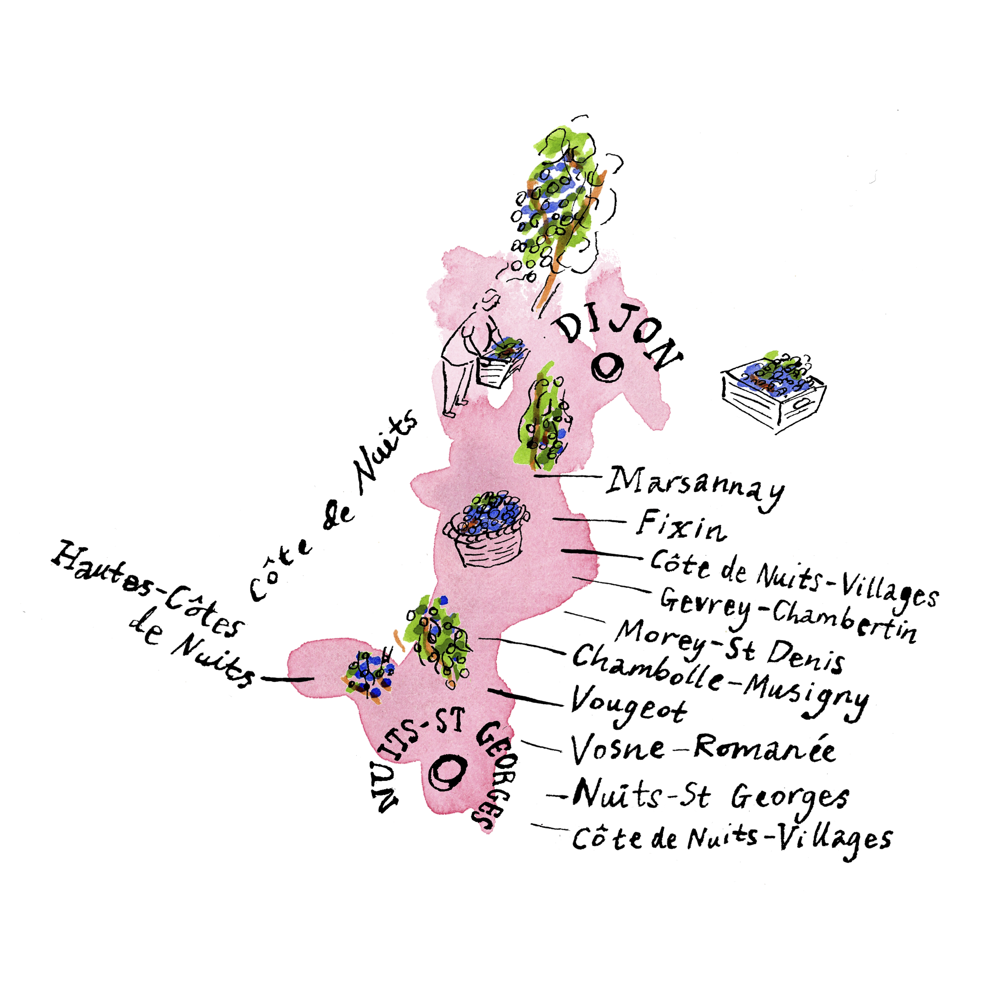 Cote-de-Nuits-illustration-by-James-Oses