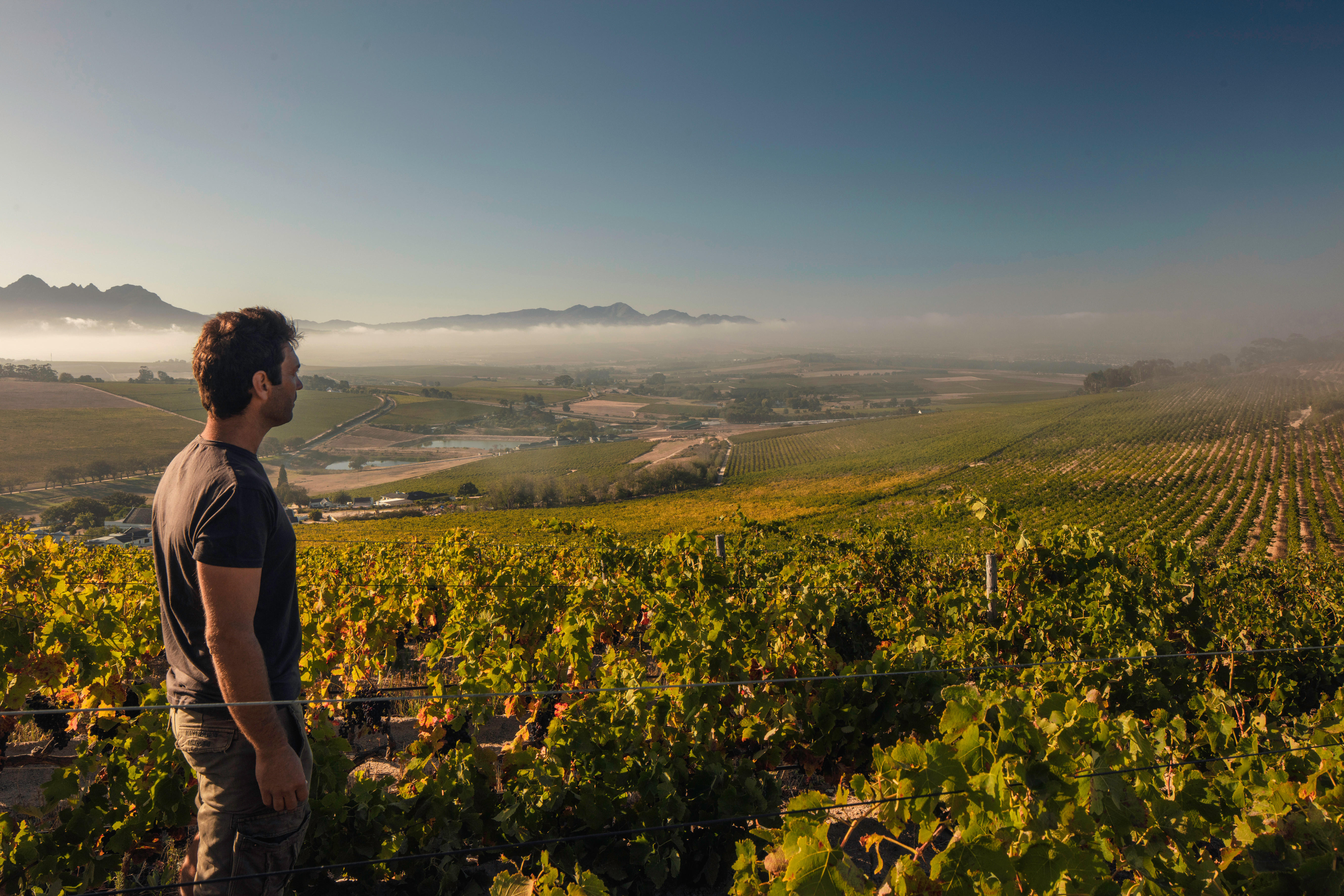 Vineyards in South Africa’s Stellenbosch region at sunrise, with rows of green vines stretching across rolling hills and distant mountains, reflecting the terroir behind Damascene wines.