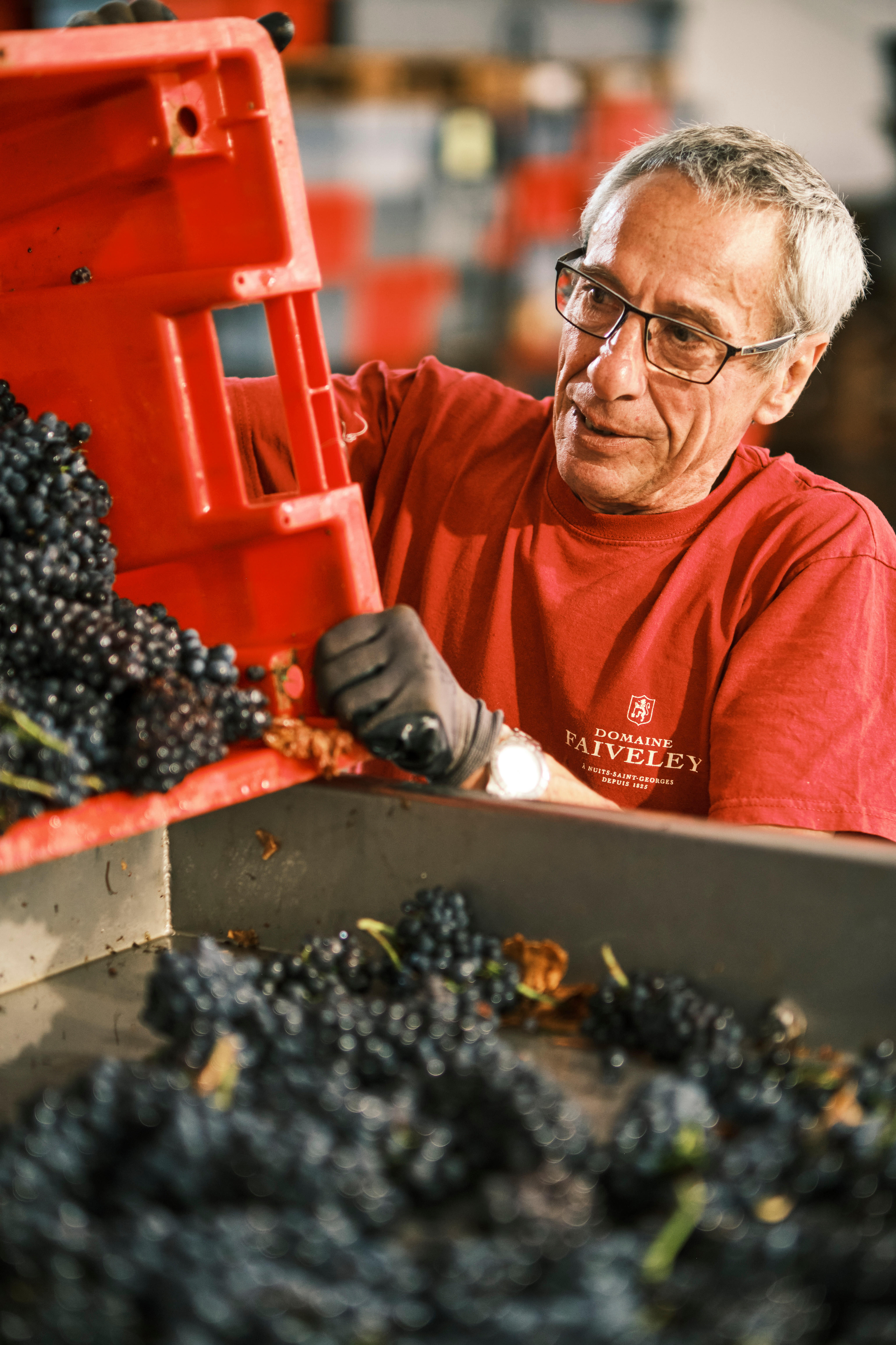 A worker during harvest at Domaine Faiveley.