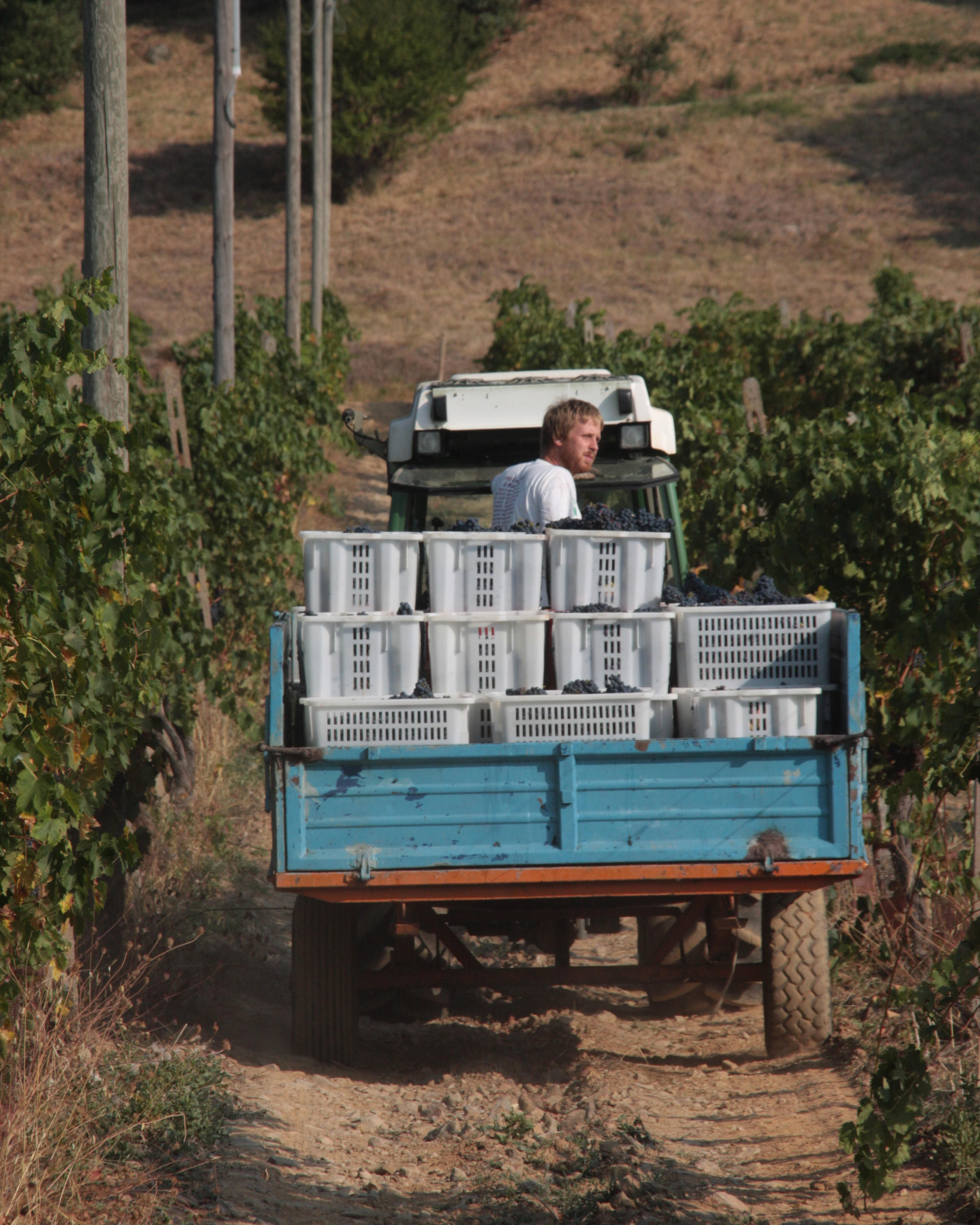 Fabian_La-Magia_Brunello-8-10