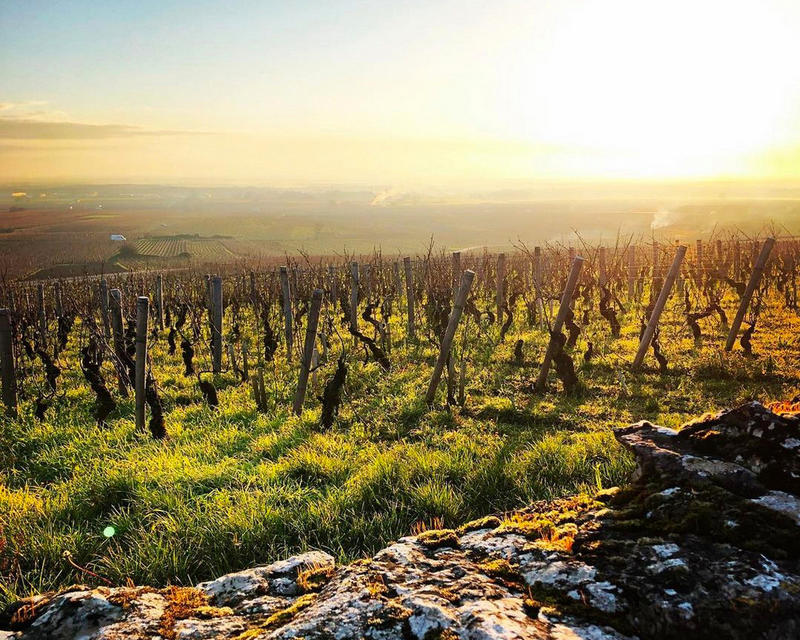 Domaine Henri Rebourseau – Berry Bros. & Rudd | Berry Bros. & Rudd