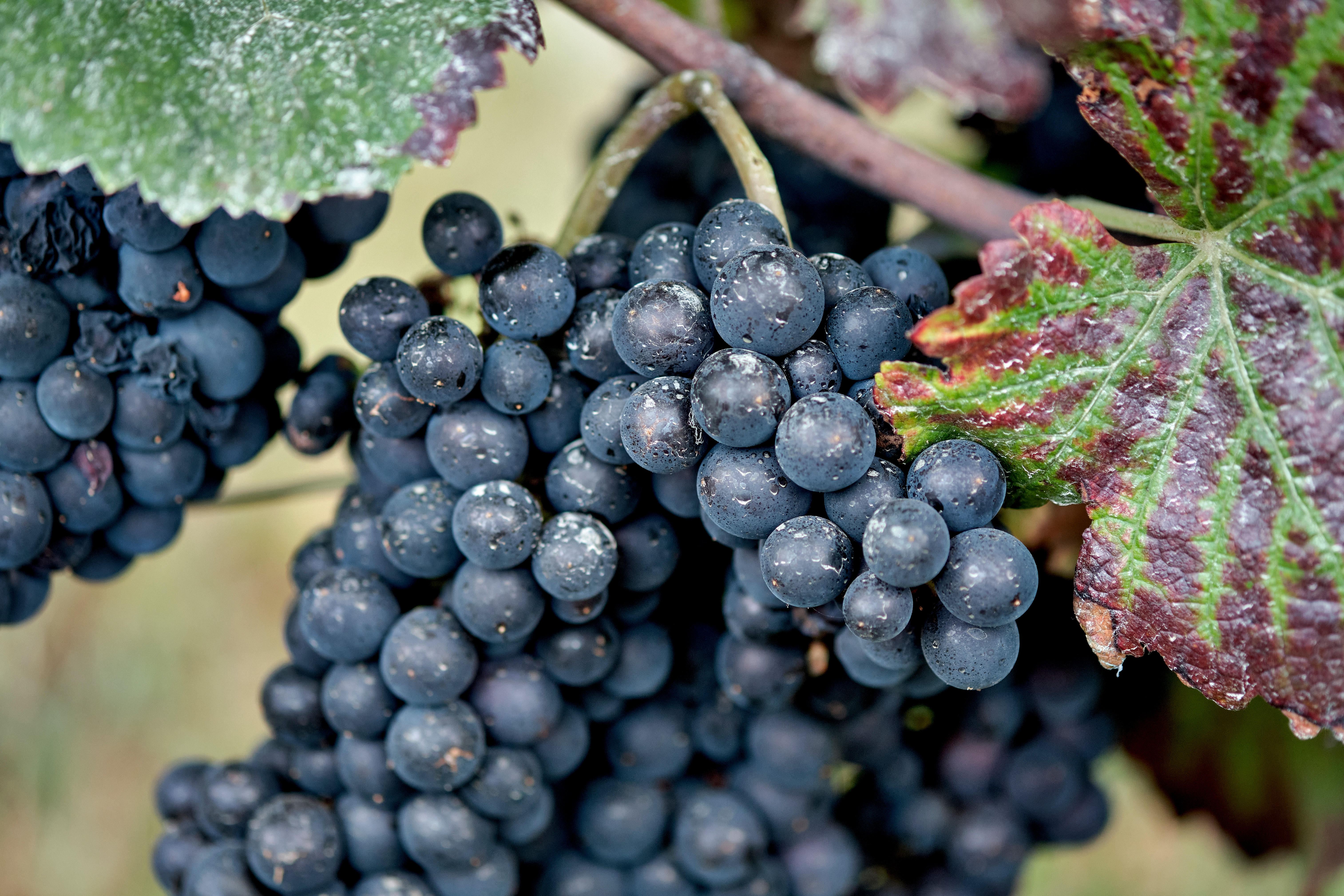 Grapes-on-vines_Volnay_Burgundy-2023_Jason-Lowe