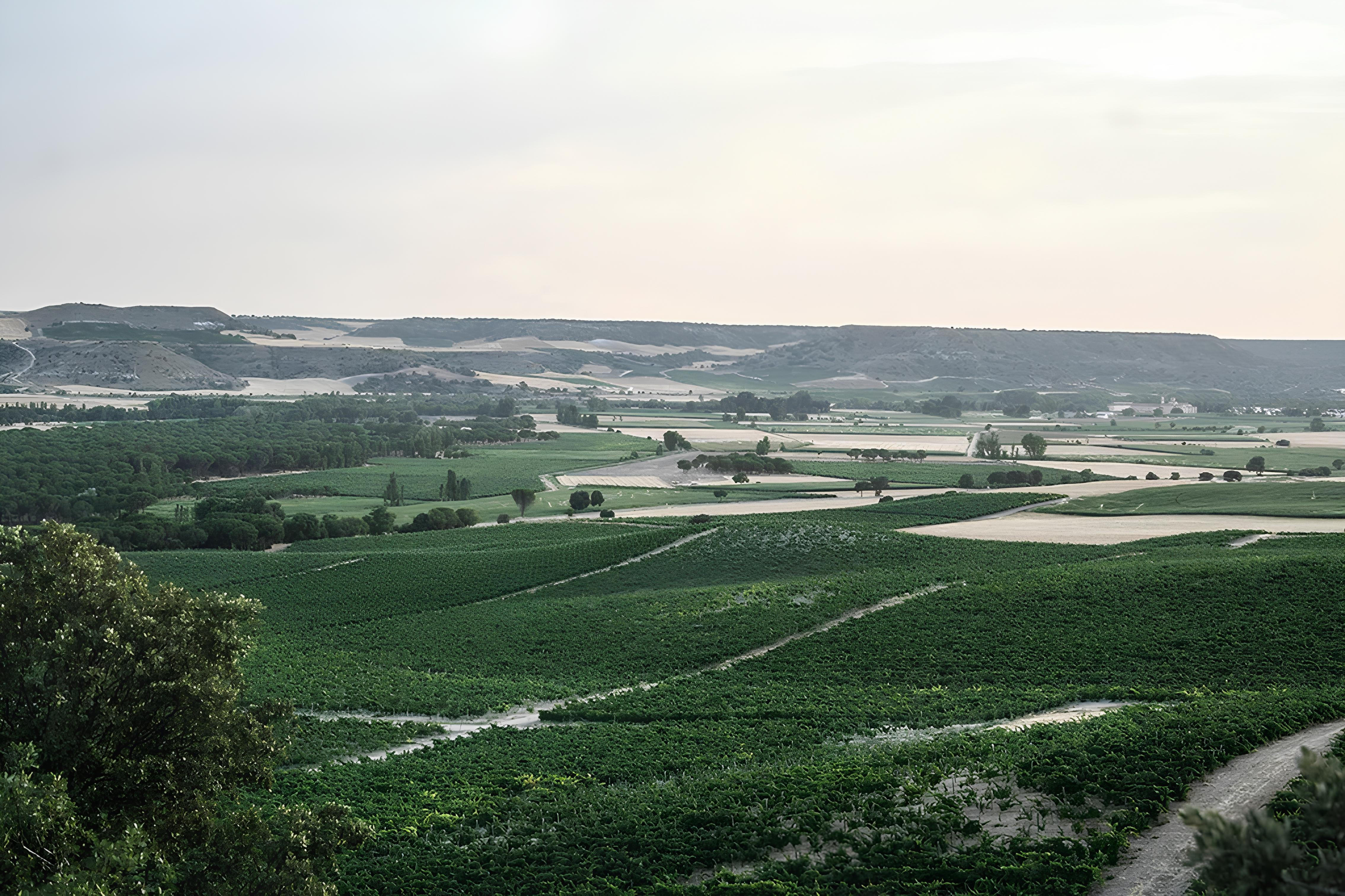 Expansive vineyards of Hacienda Monasterio in Ribera del Duero, Spain, with rolling hills and patchwork fields under a soft evening sky.