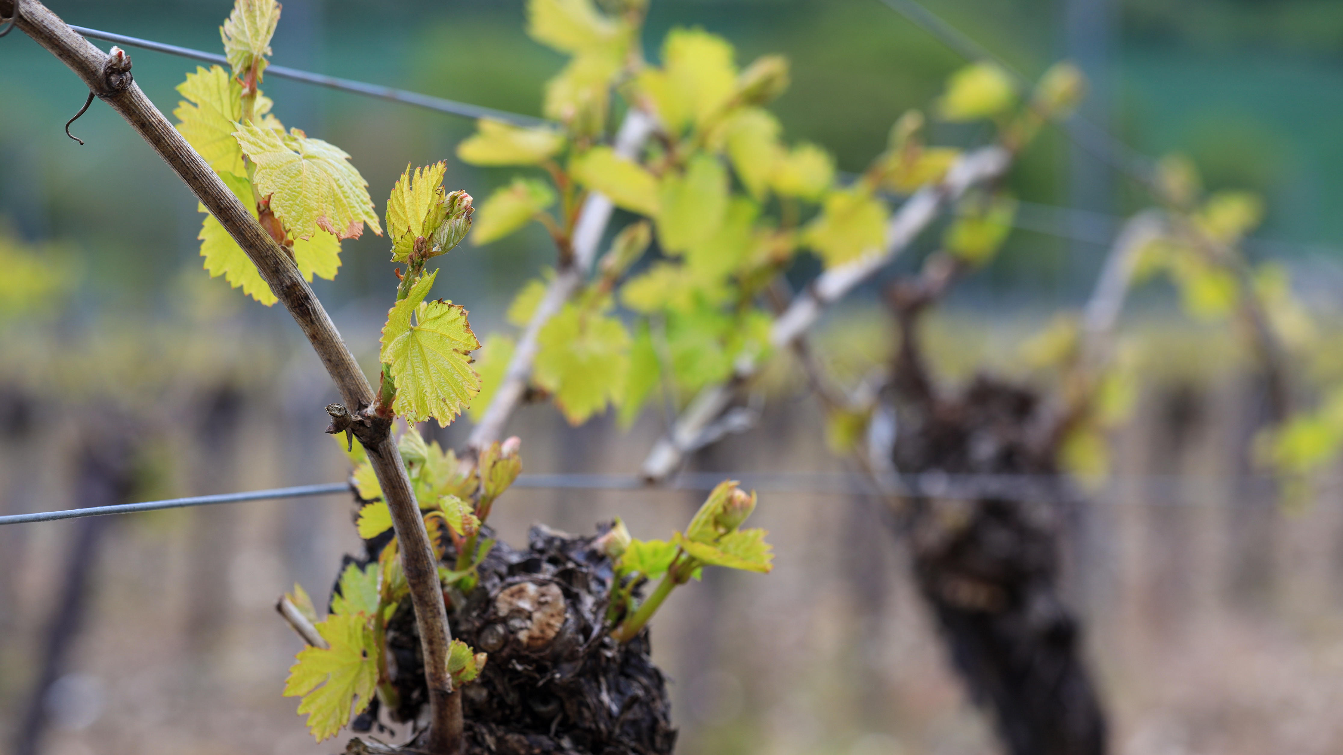 Hambledon Vineyard - The perfect terroir