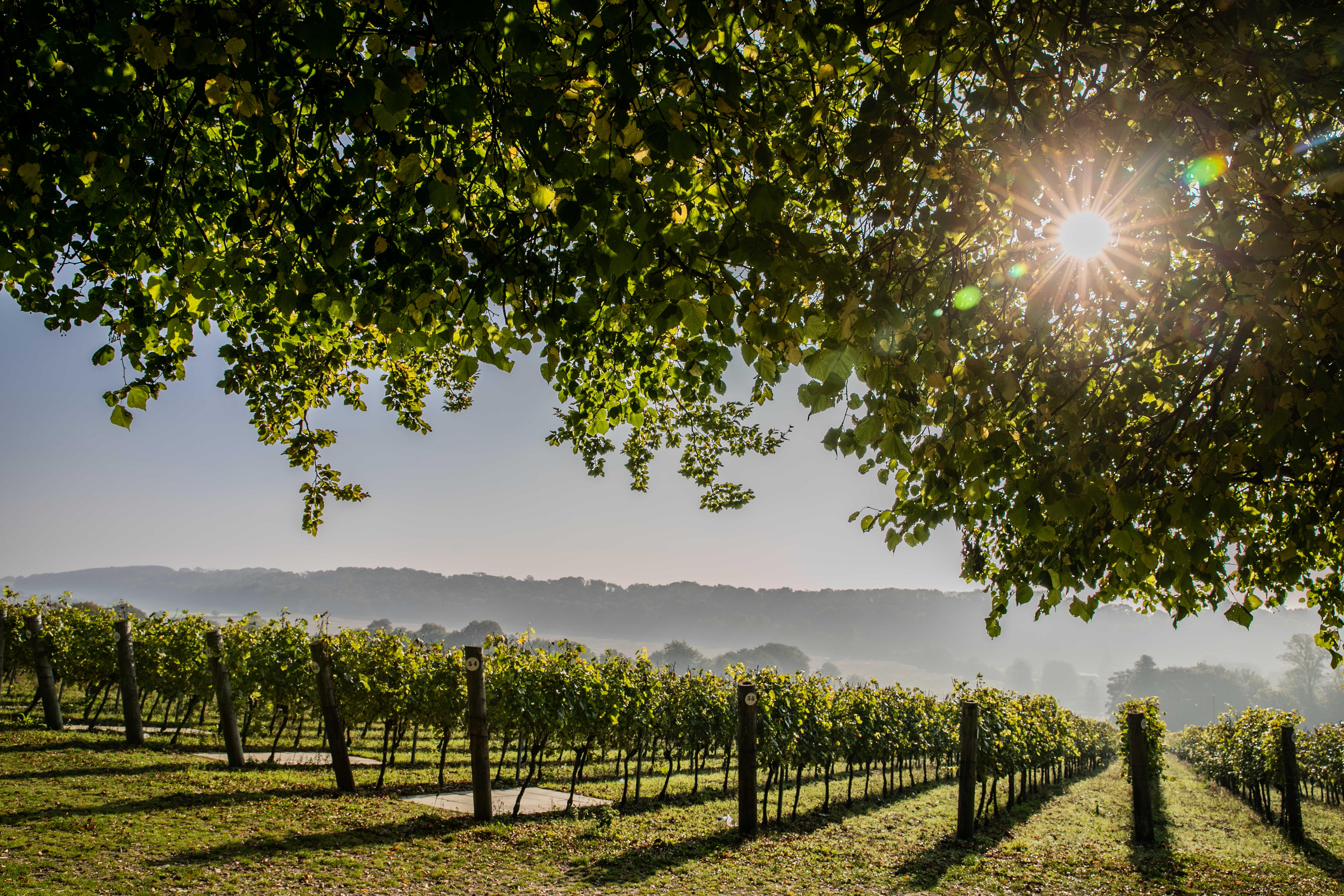 Hambledon Vineyard - Discover the sense of place