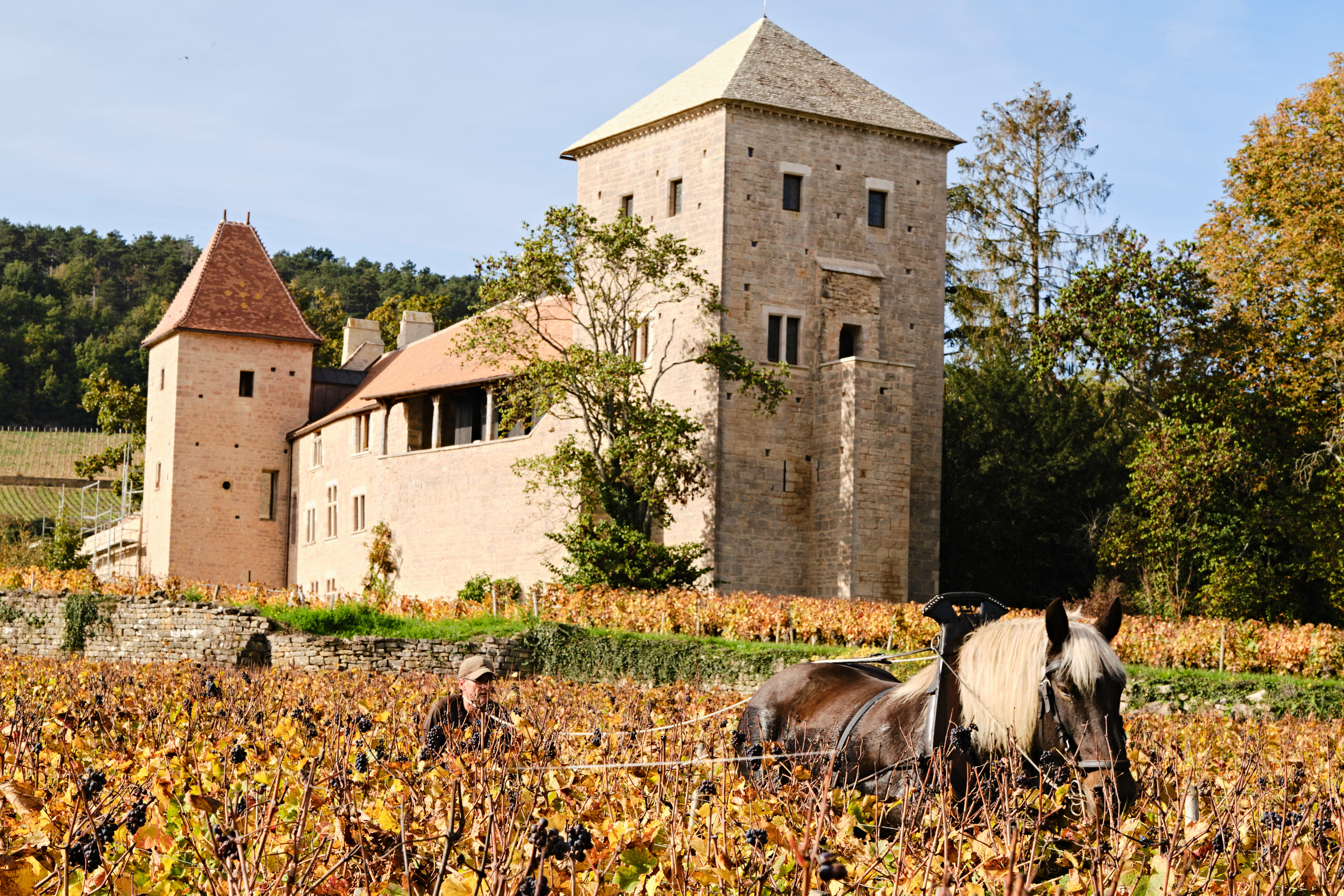 Horse-drawn plough working in an autumnal Burgundy vineyard in front of a historic château.