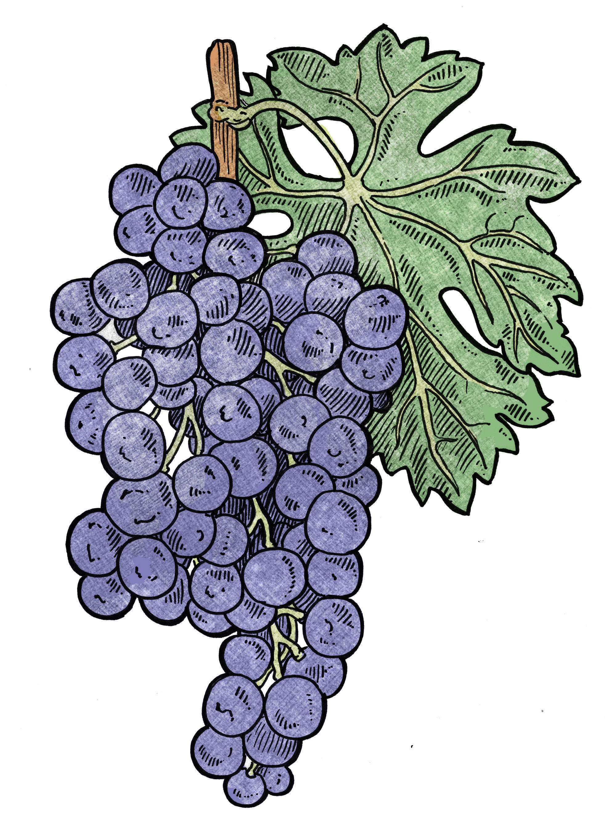 Merlot guide: what is Merlot?