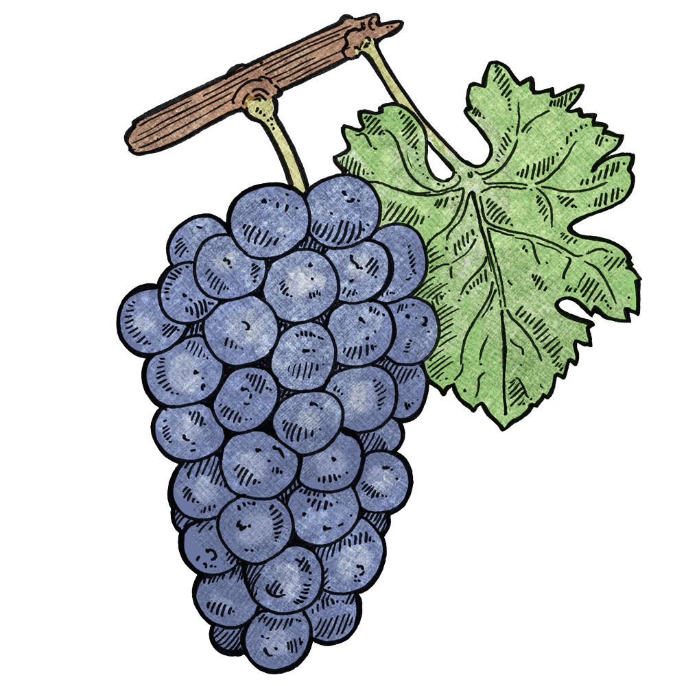 Illustration_Grapes_Pinot-Noir_1-1