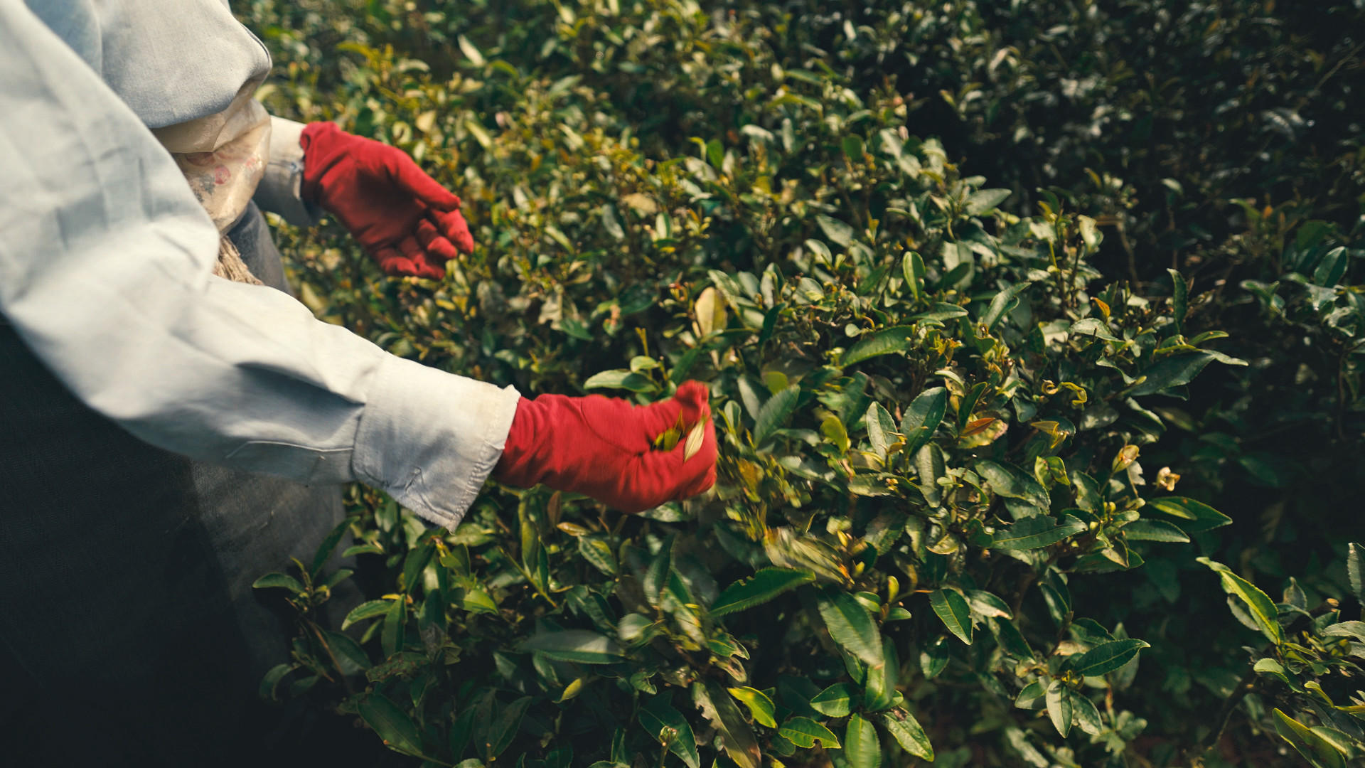 Jayshree-tea_A-teapicker-selecting-the-first-flush-crop_image-from-Jay-Shree-Tea-and-Industries-Ltd