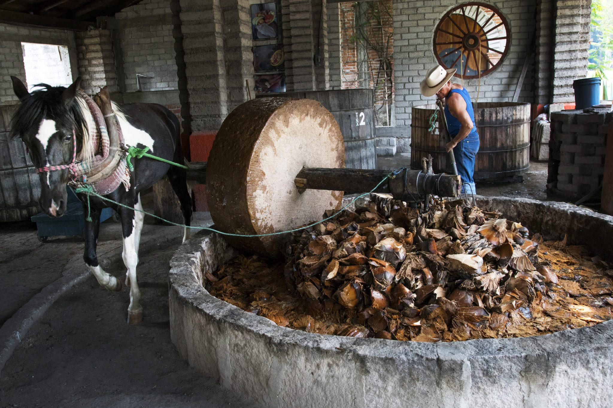Making mezcal