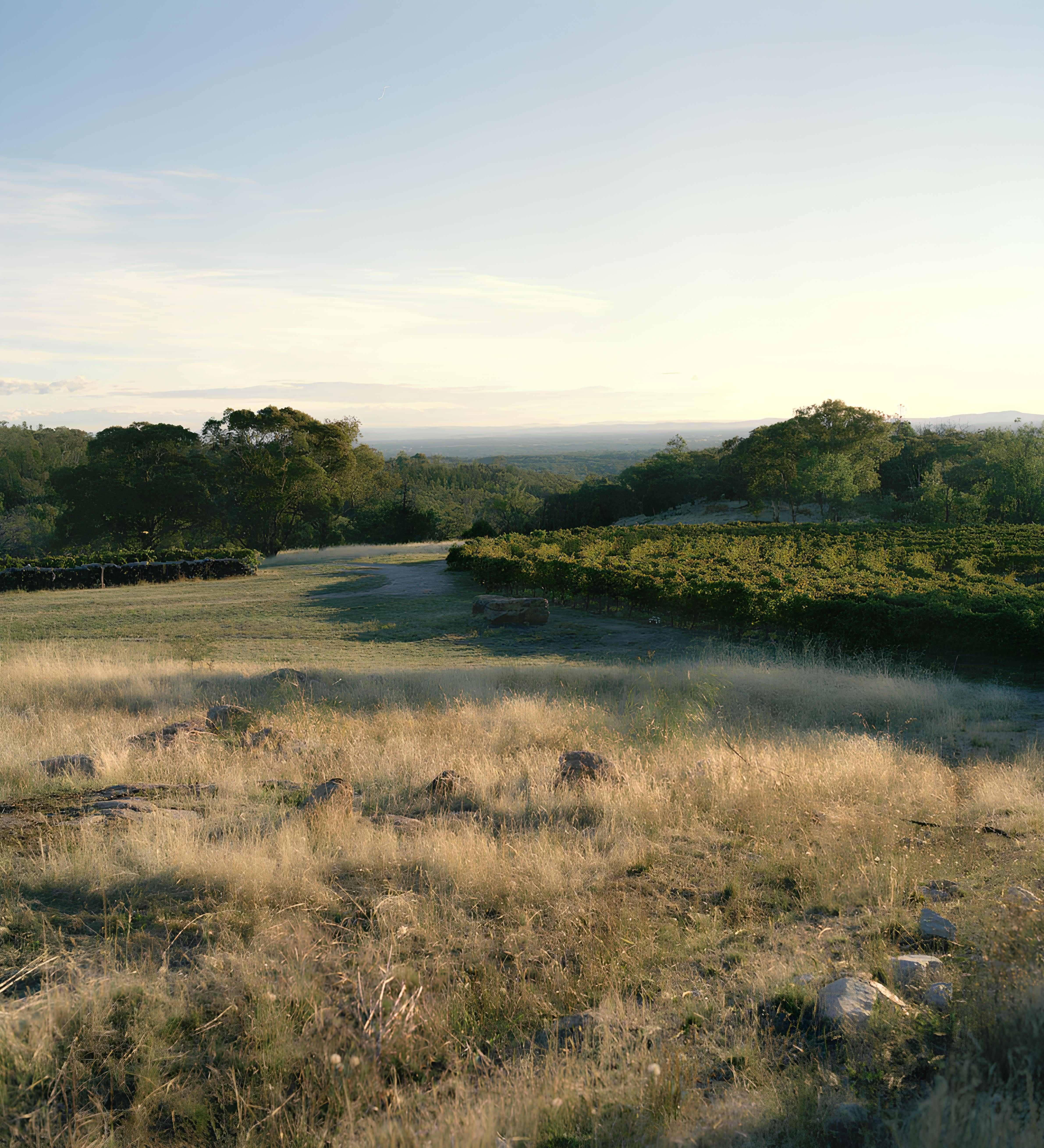 Sunlit vineyard landscape in McLaren Vale, South Australia, with rows of vines bordered by grassy terrain and scattered rocks in the foreground, and distant hills under a clear sky.