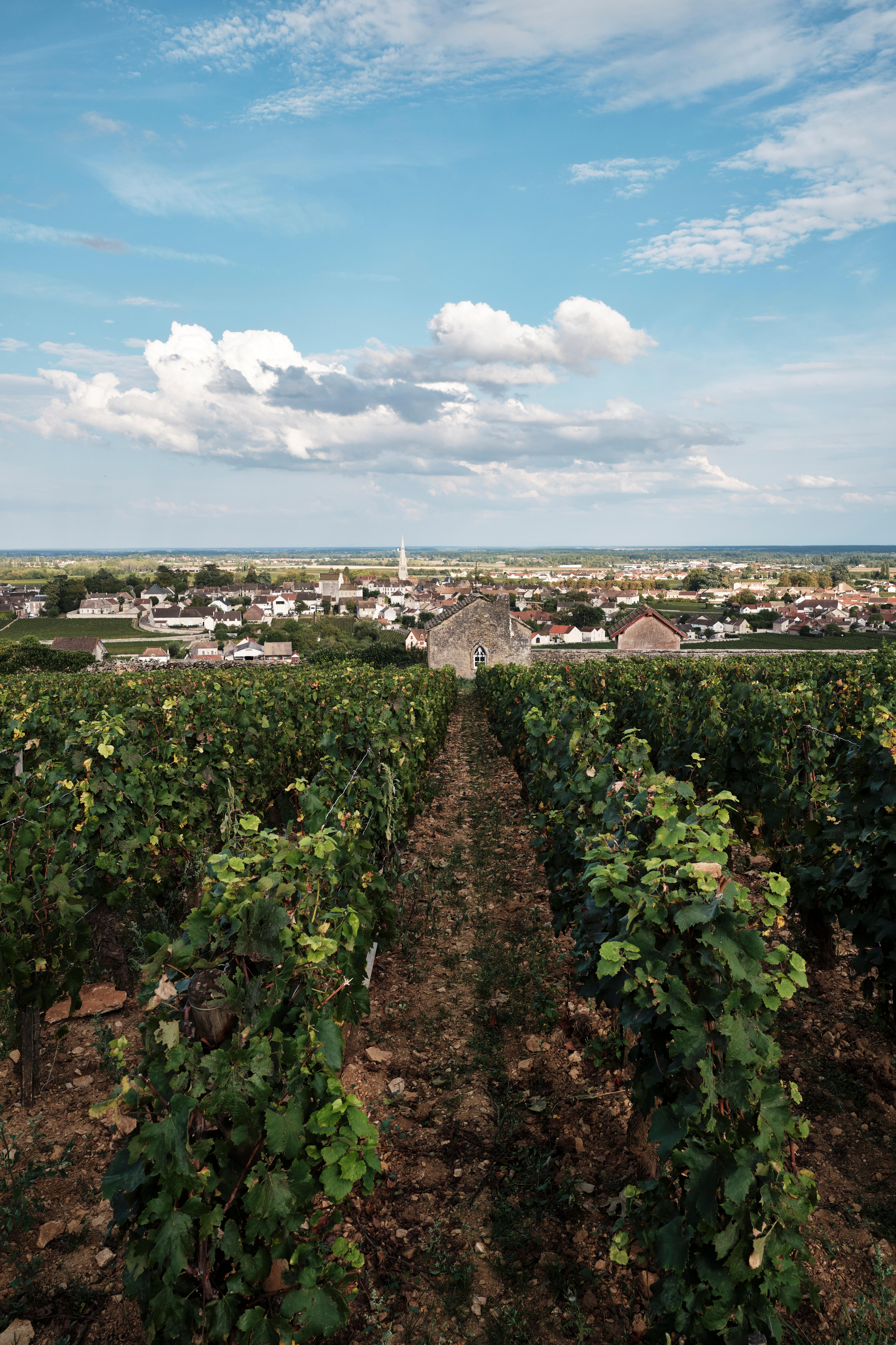 2022 Burgundy En Primeur