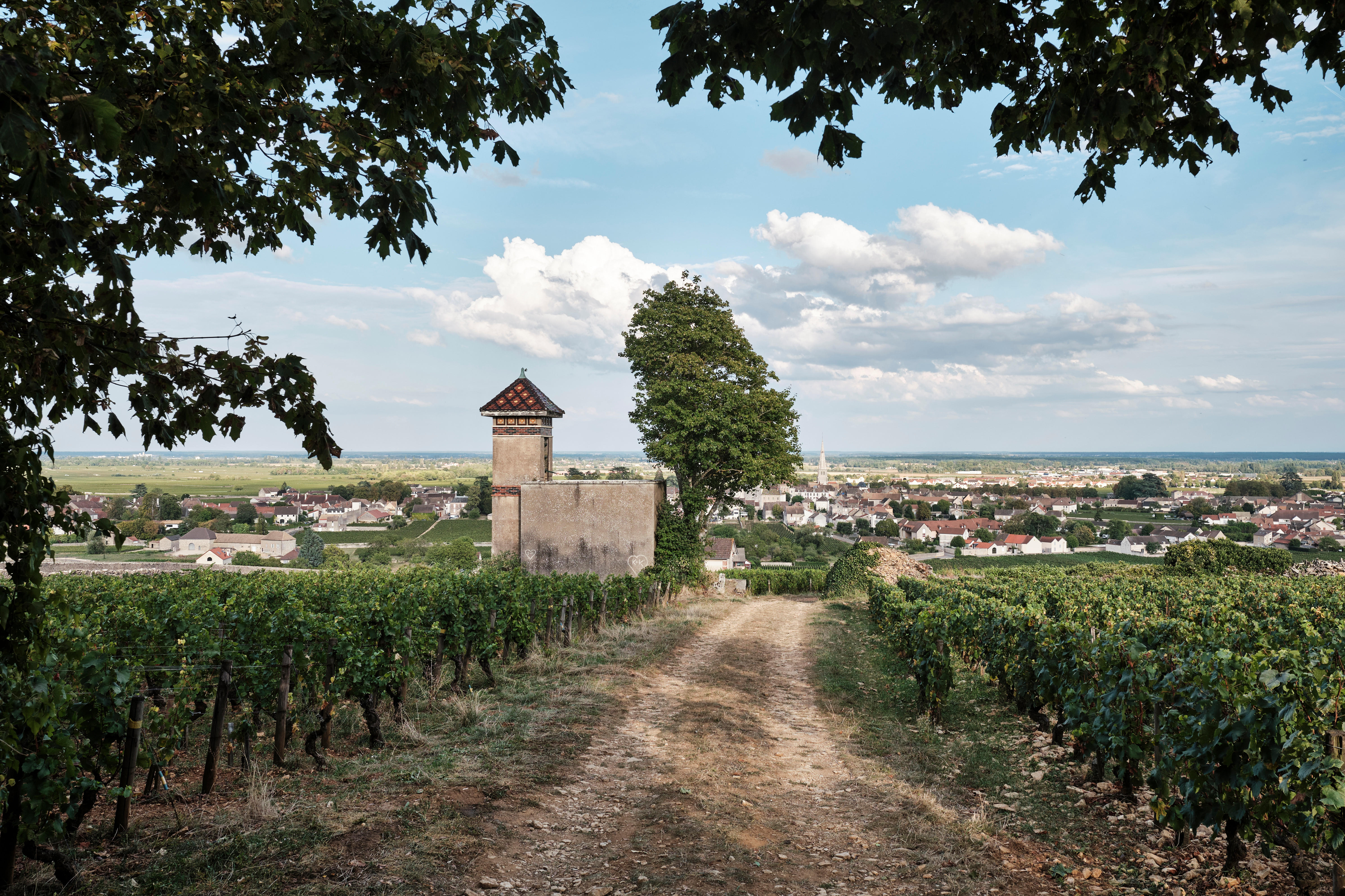 Meursault2_Burgundy-Harvest-2023_Jason-Lowe