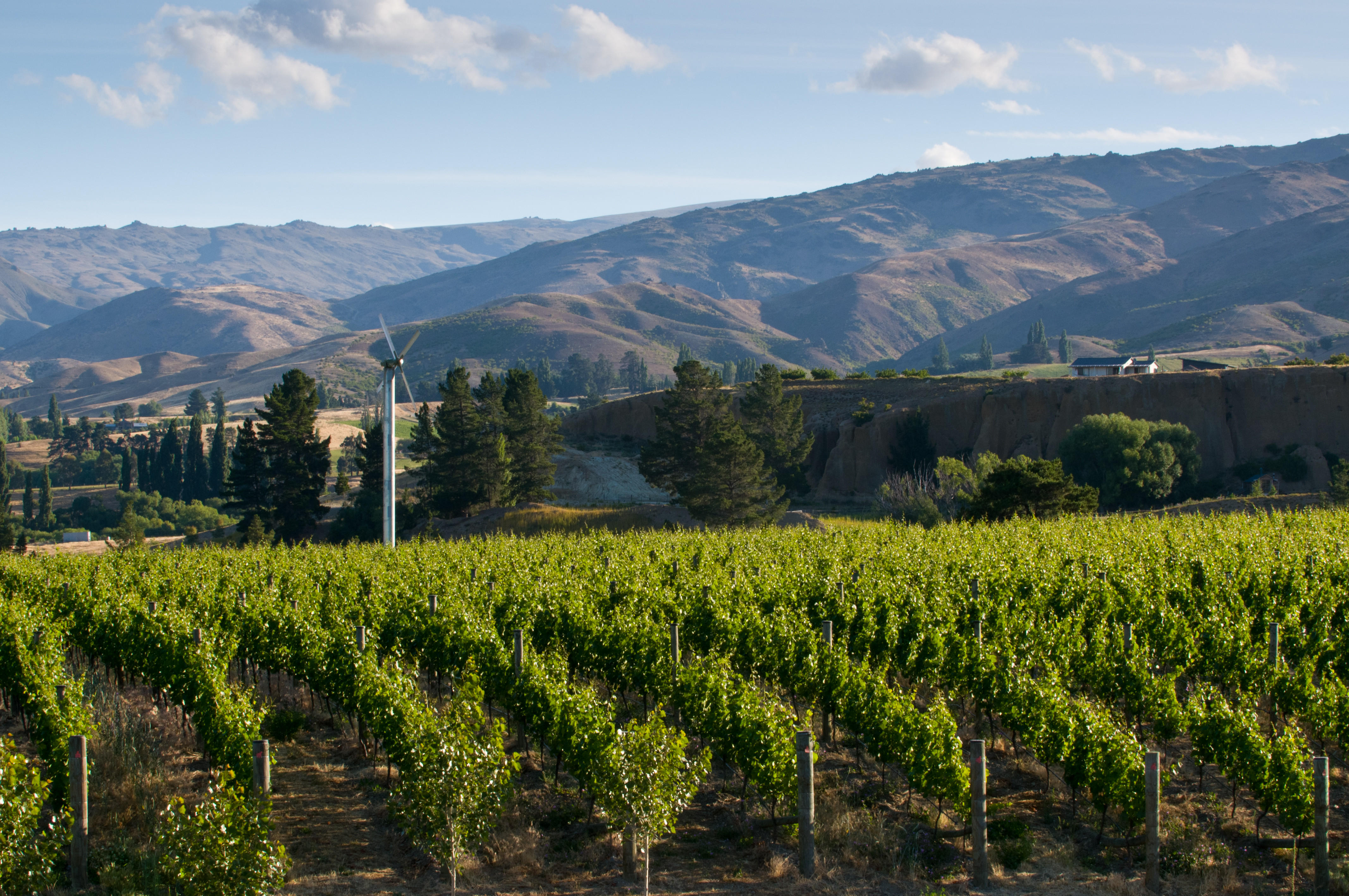 Doctors Flat Vineyard in Bannockburn, Central Otago, with rows of Pinot Noir vines set against a backdrop of rugged, sunlit hills and a wind machine among tall pine trees.