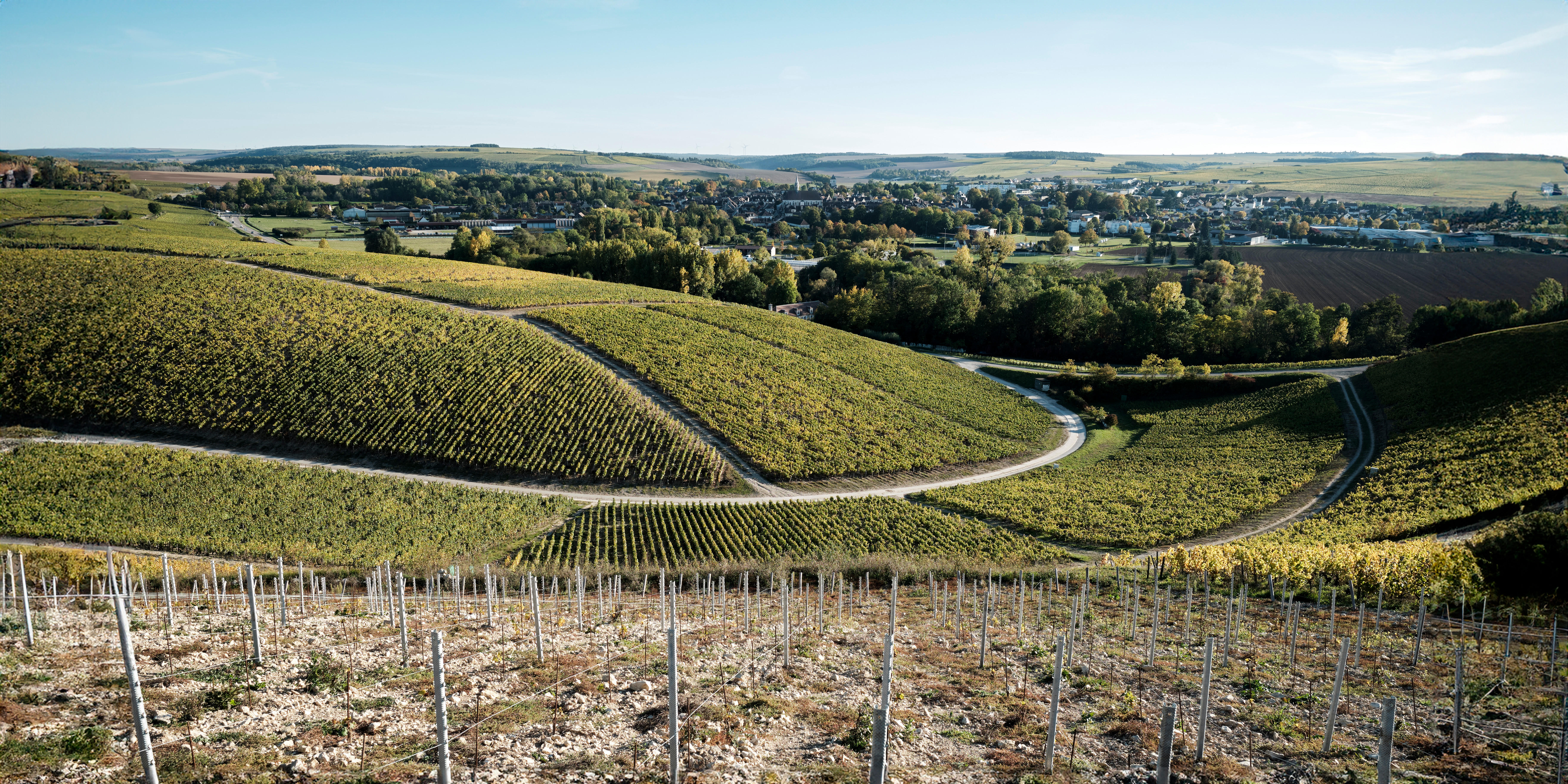 Our Burgundy discovery cases