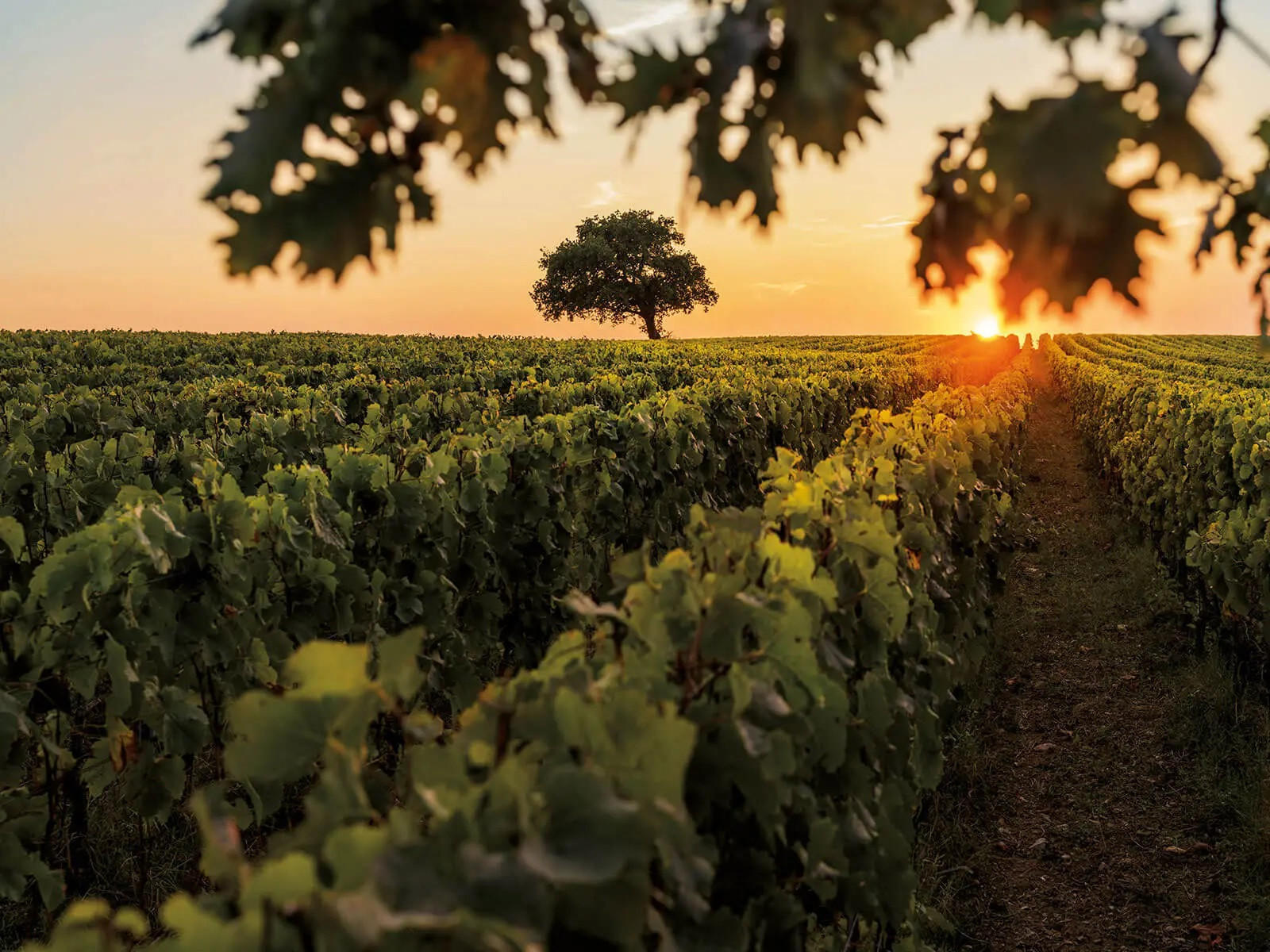 2007 Ornellaia, Bolgheri Superiore, Tuscany, Italy